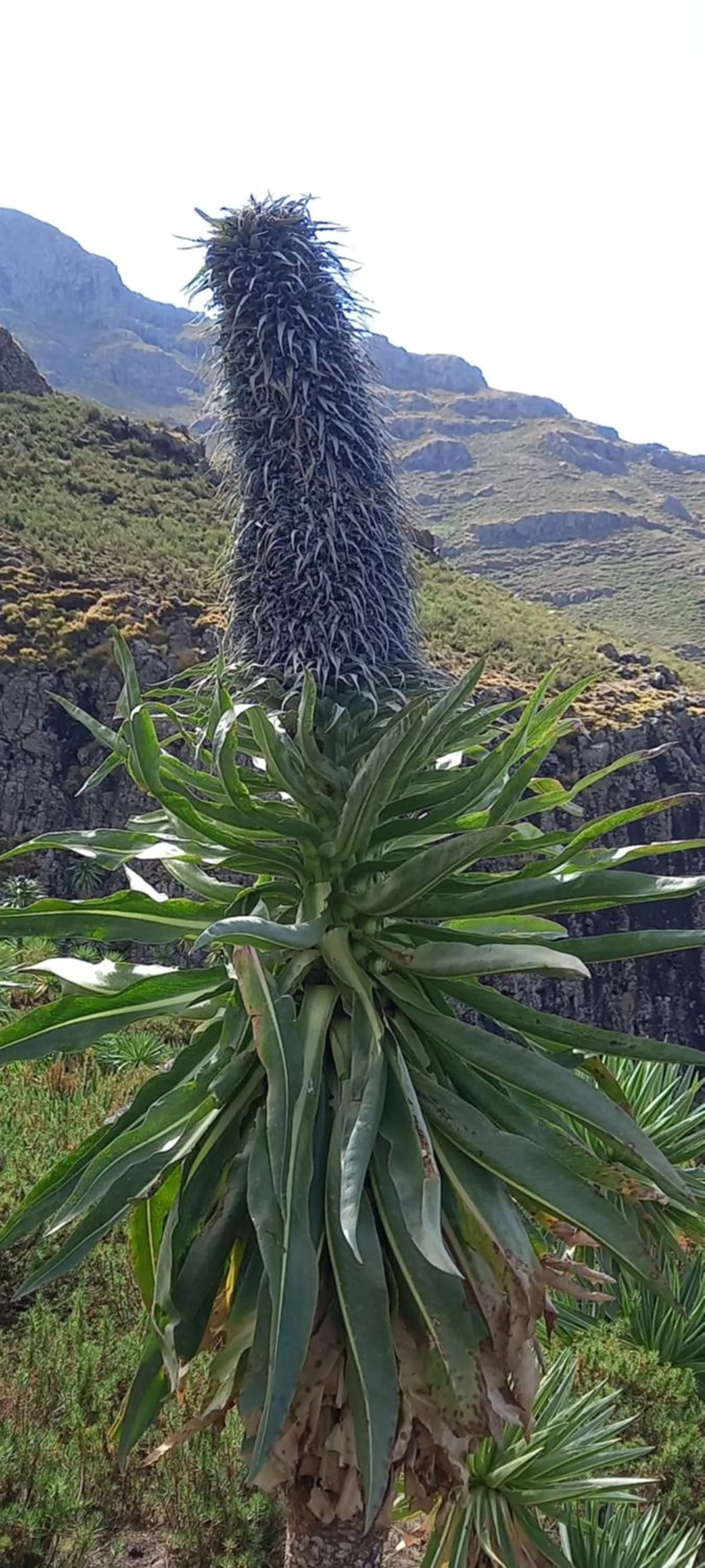 Nearby landmark in Zan-Seyoum Hotel - Lalibela