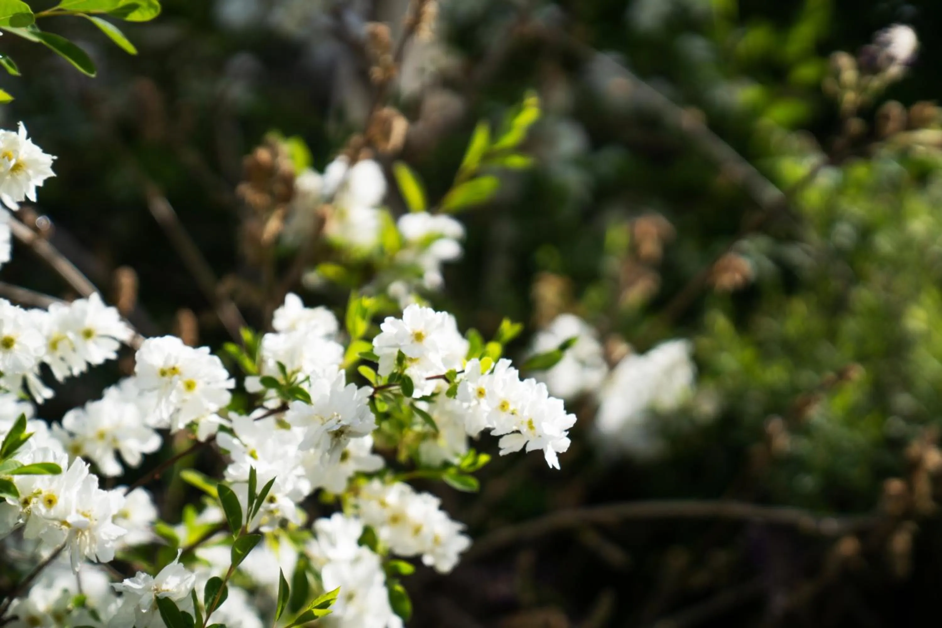 Garden in Elite Venue Selection Felbridge - Gatwick