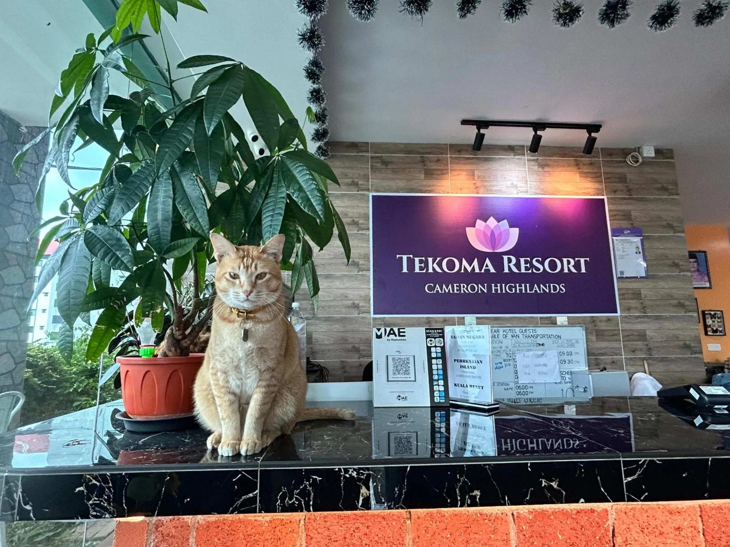 Tekoma Hotel Cameron Highlands