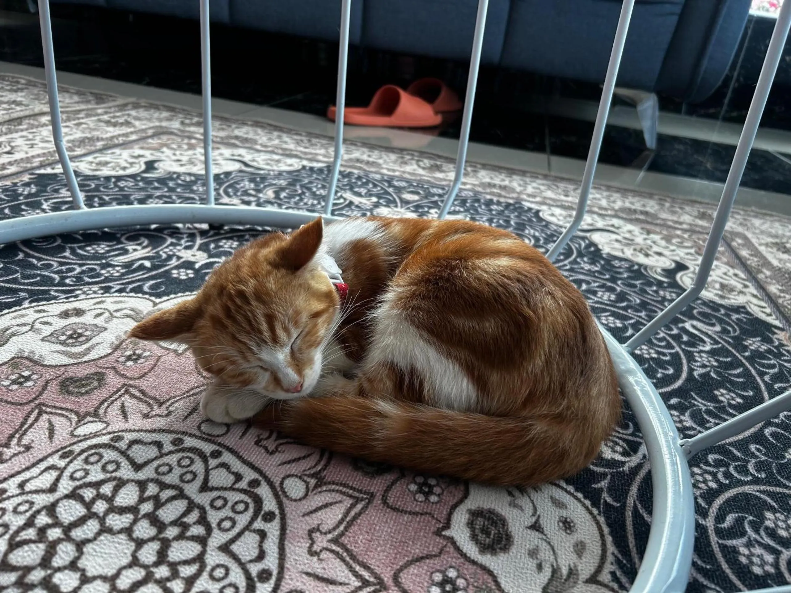 Pets in Tekoma Hotel Cameron Highlands