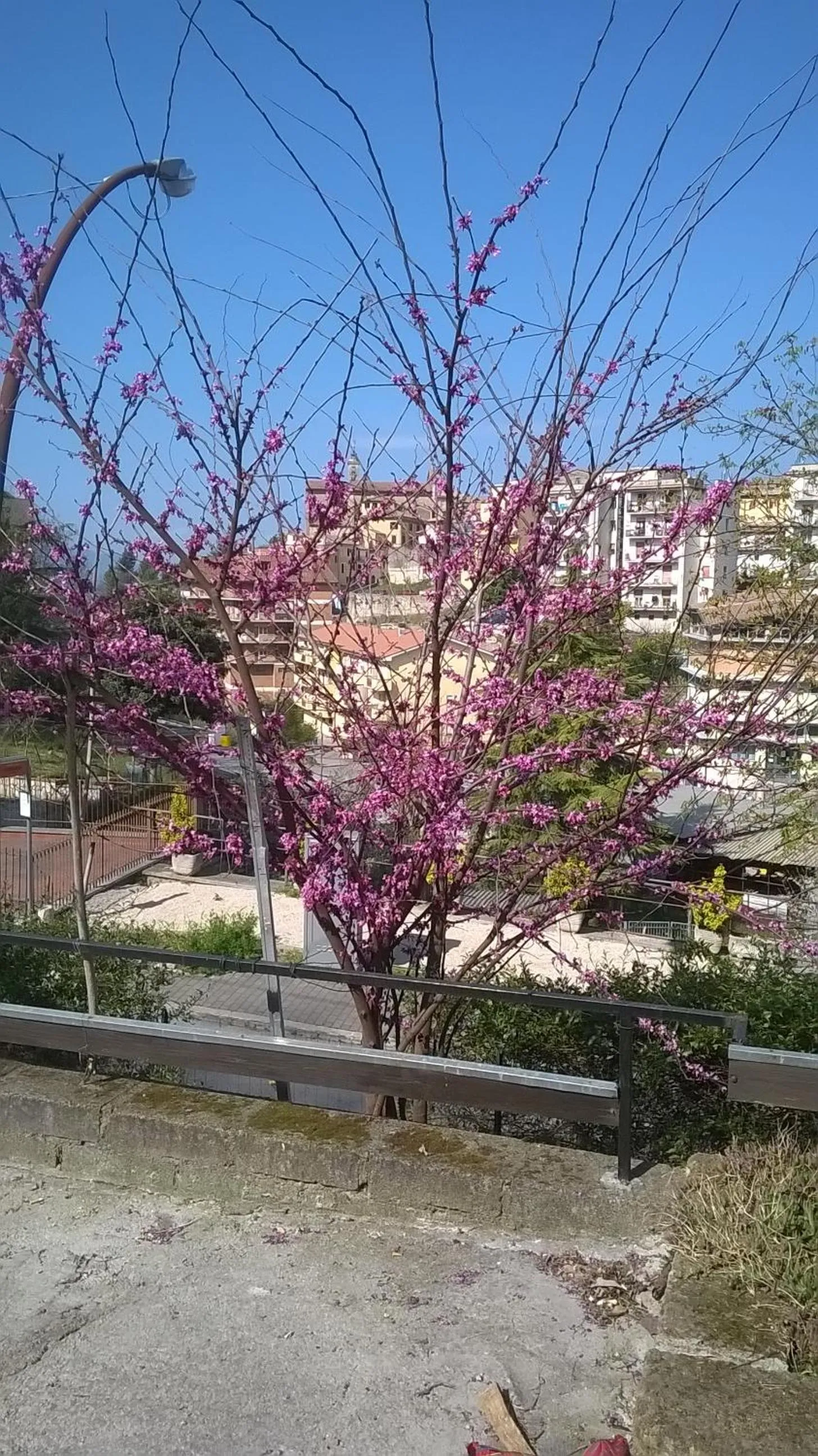 Garden in Albergo Da Peppino