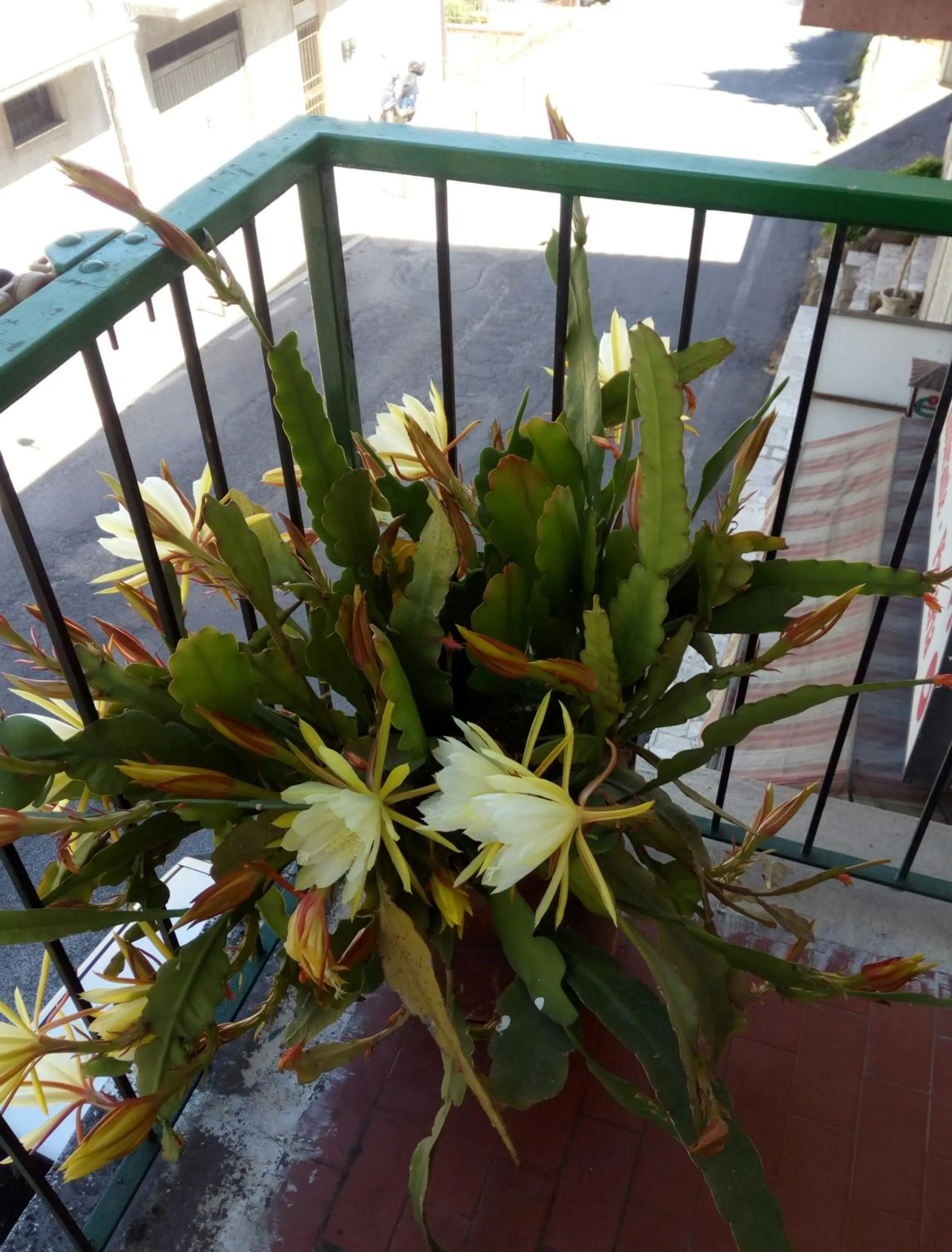 Balcony/Terrace in Albergo Da Peppino