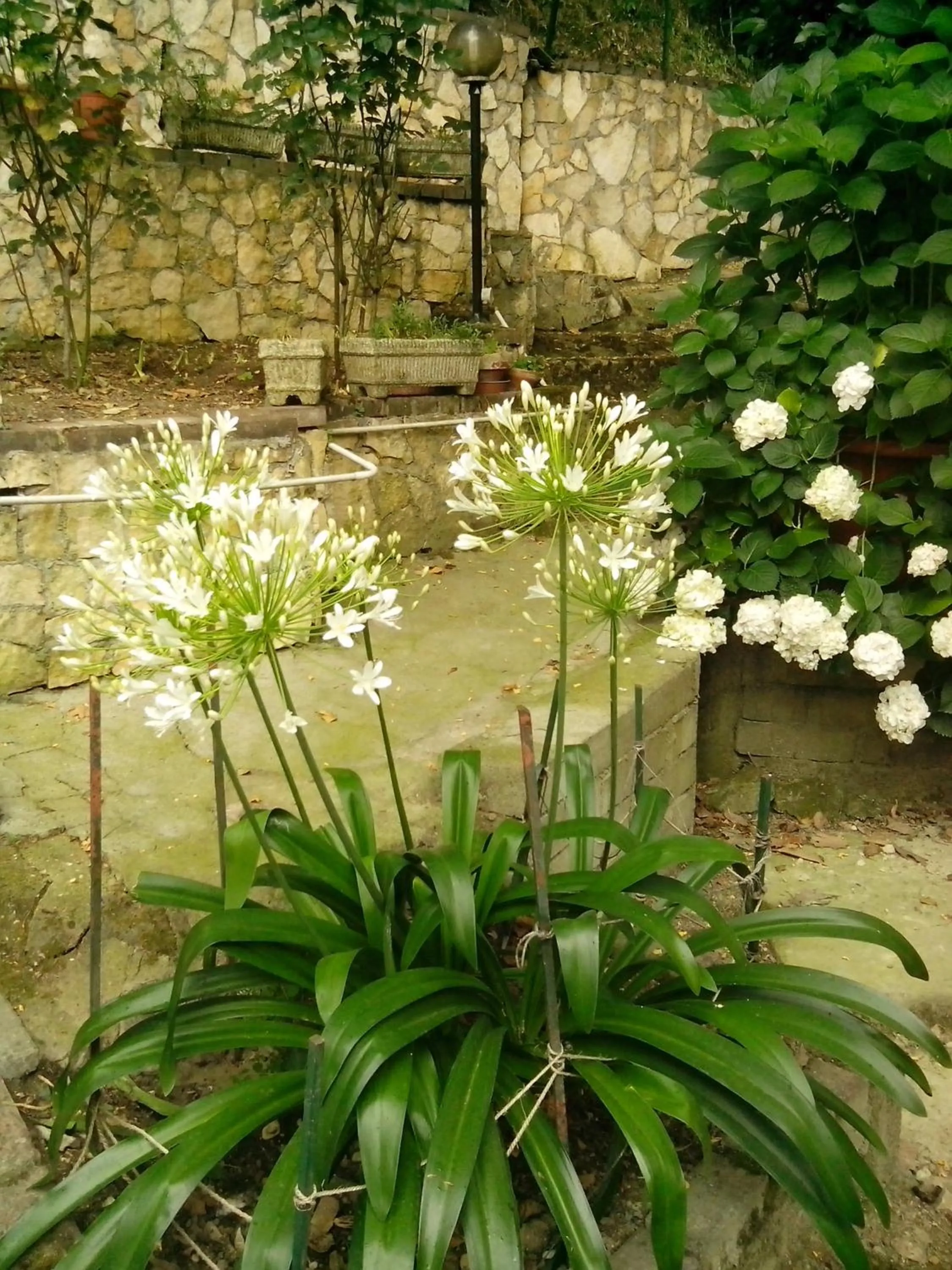 Garden view in Albergo Da Peppino
