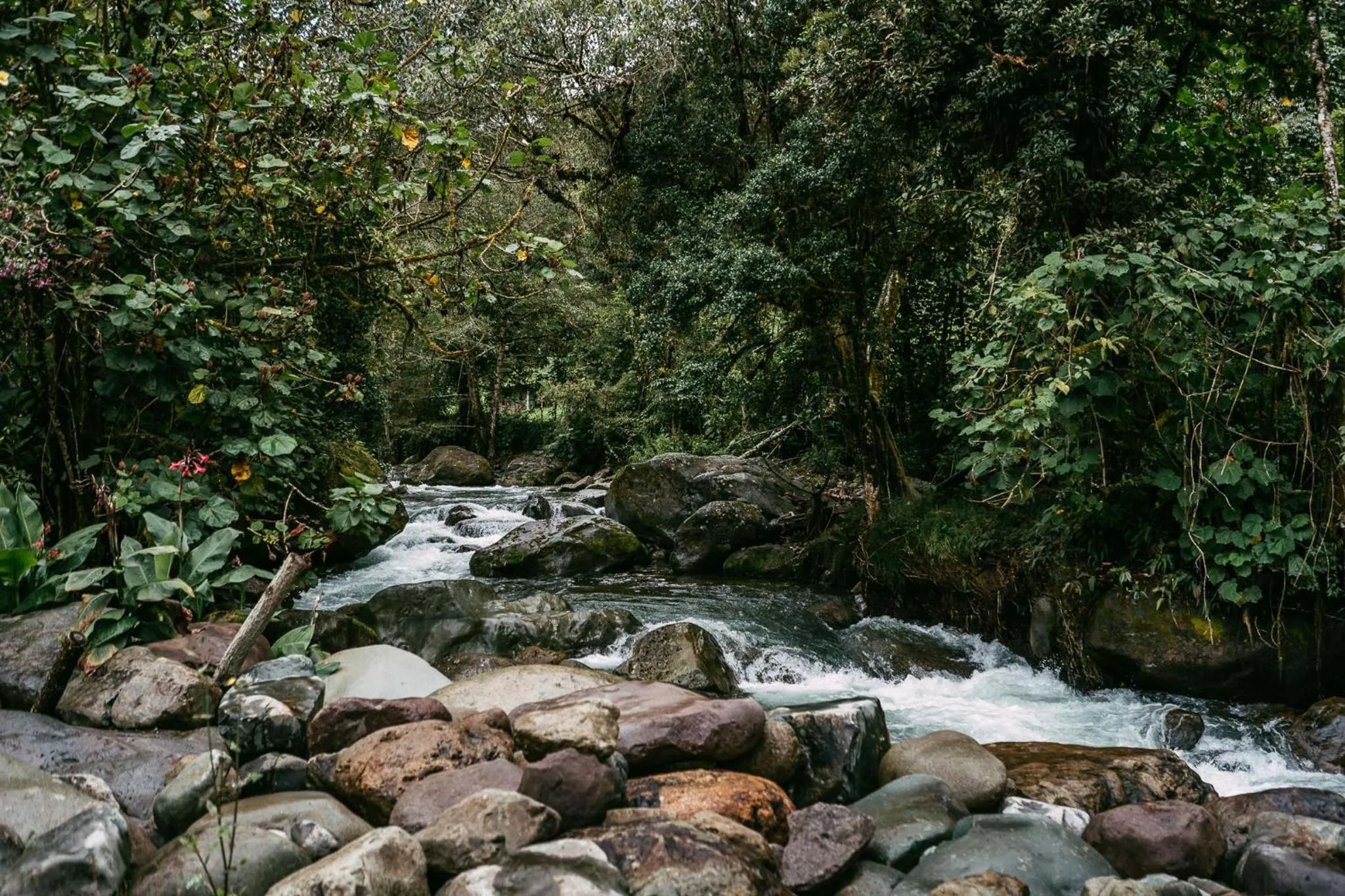 River view in Trogon Lodge