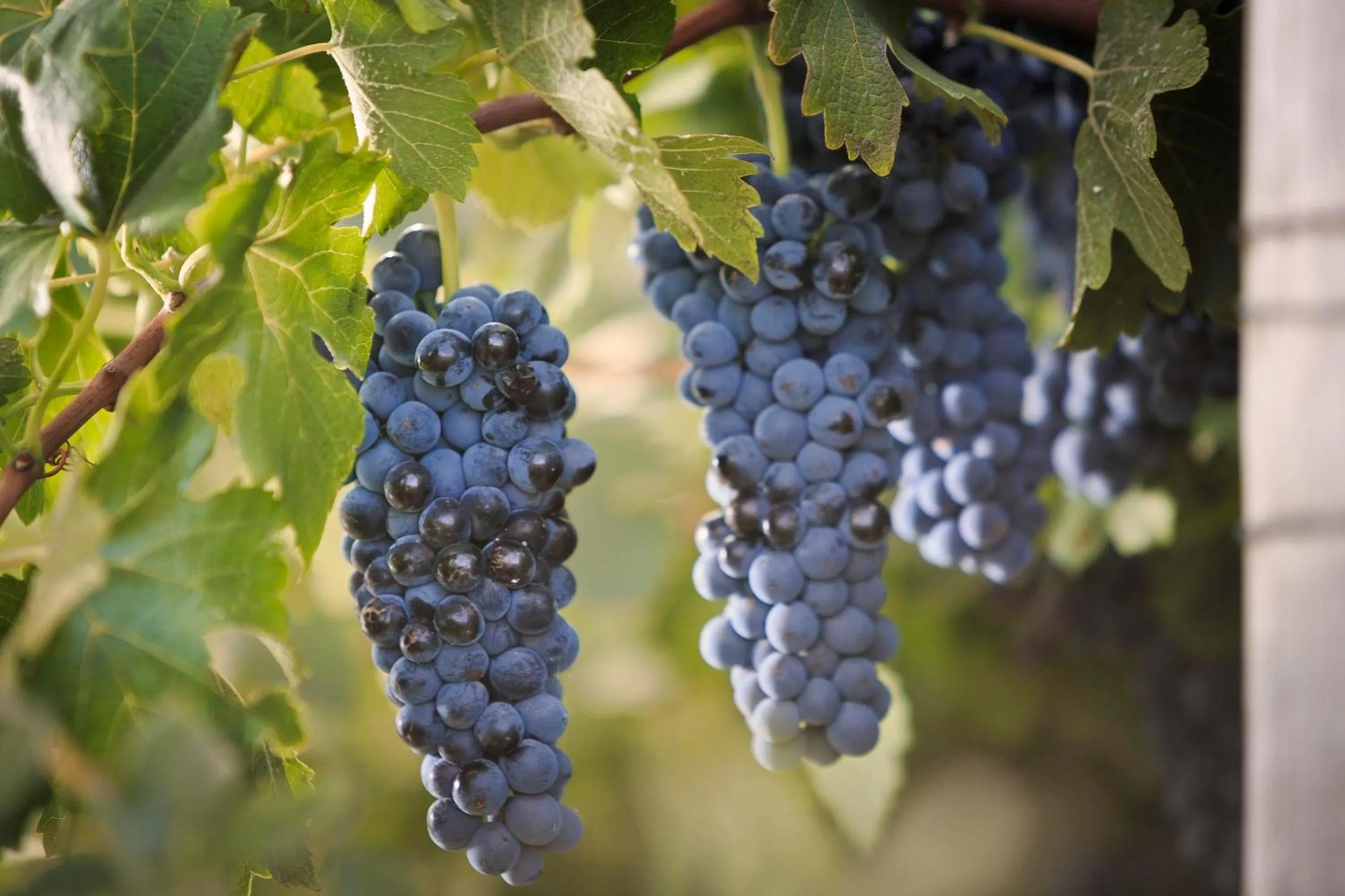 Food close-up in Mudgee Valley Park