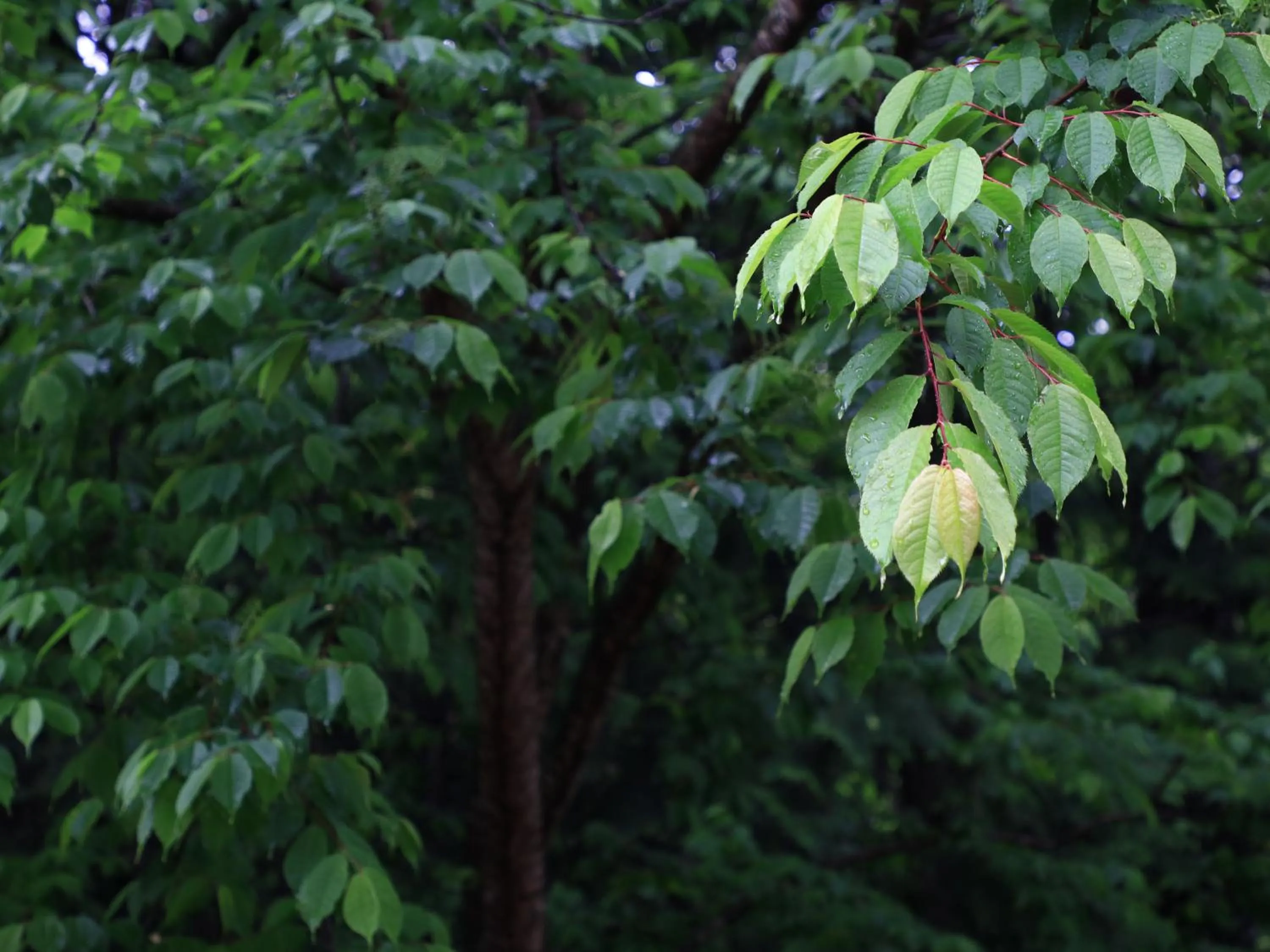 Off site in Narusawaso