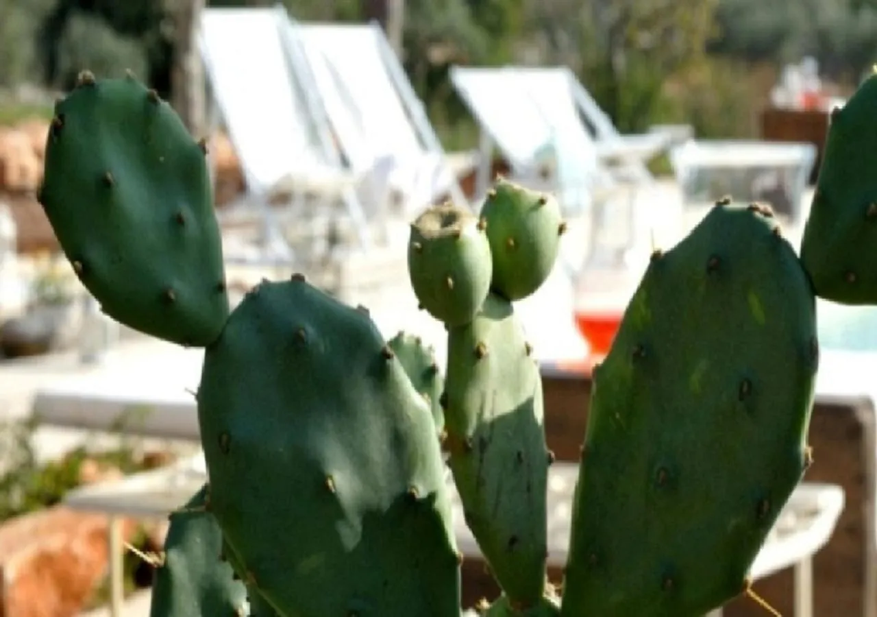 Masseria Montefieno