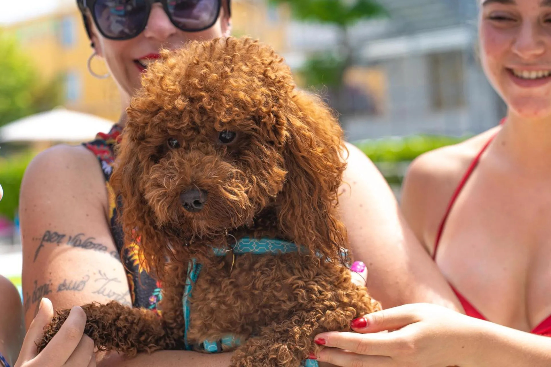 Pets in Hotel Albatros