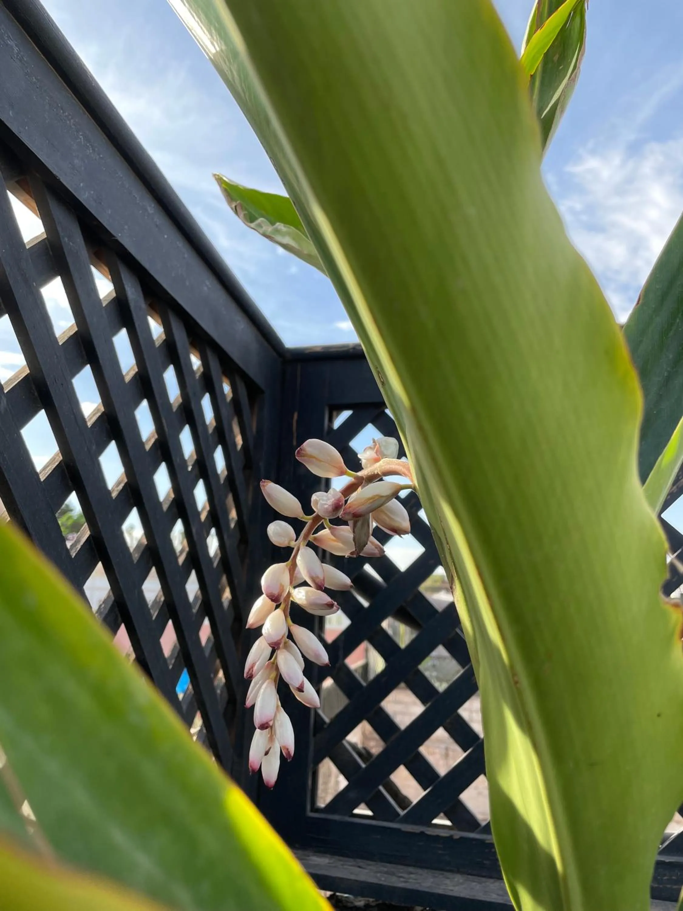 Balcony/Terrace in YVES Marrakech