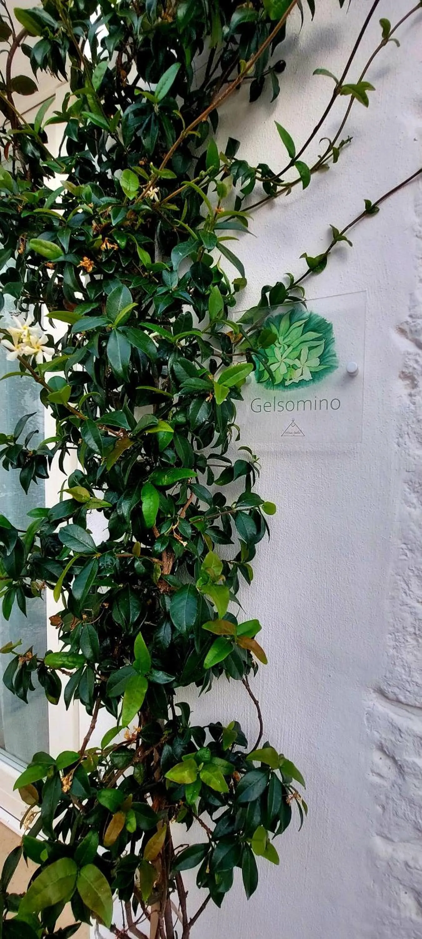 Decorative detail in Mirum Apuliae