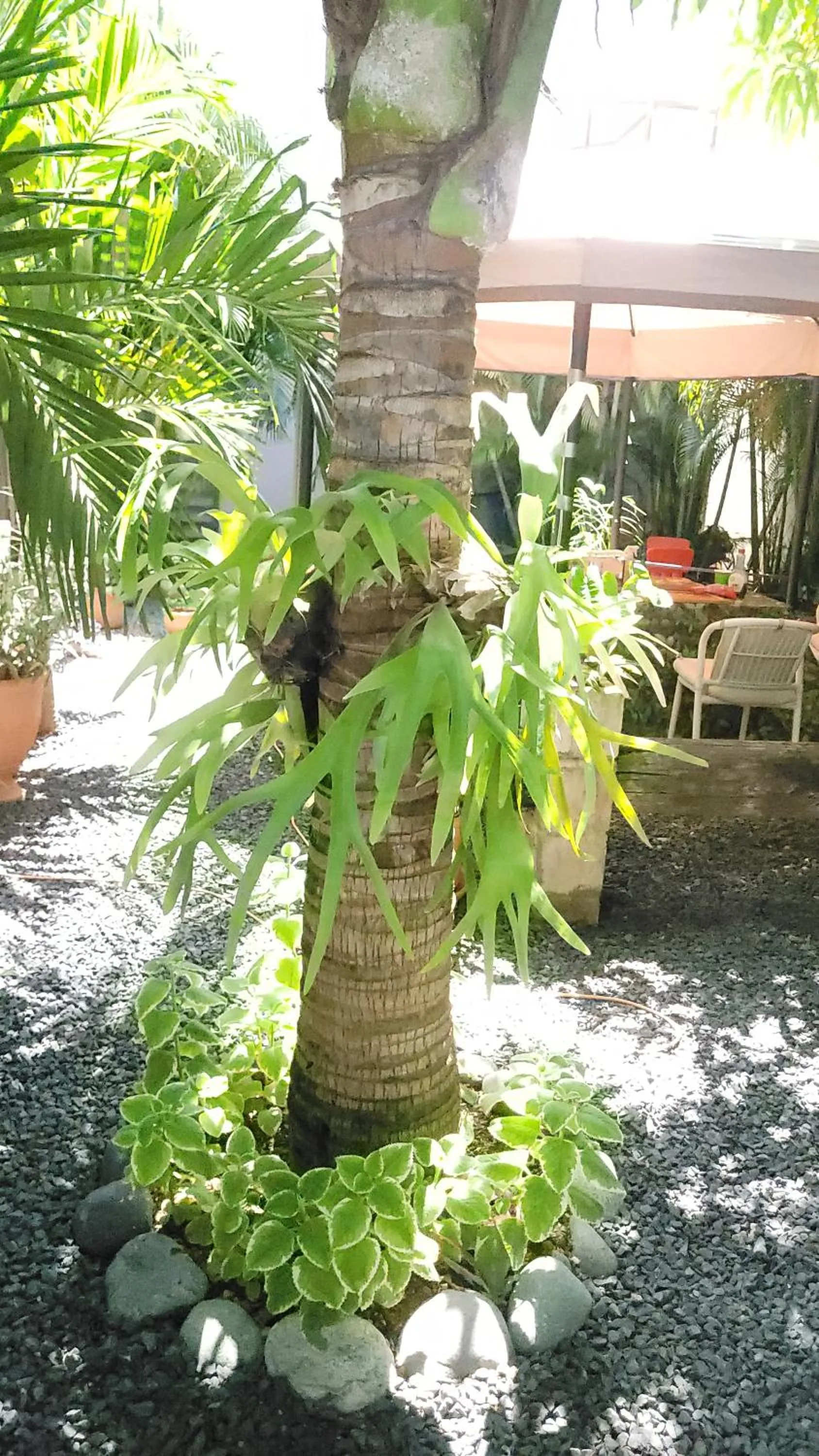 Patio in Green Oasis Hotel