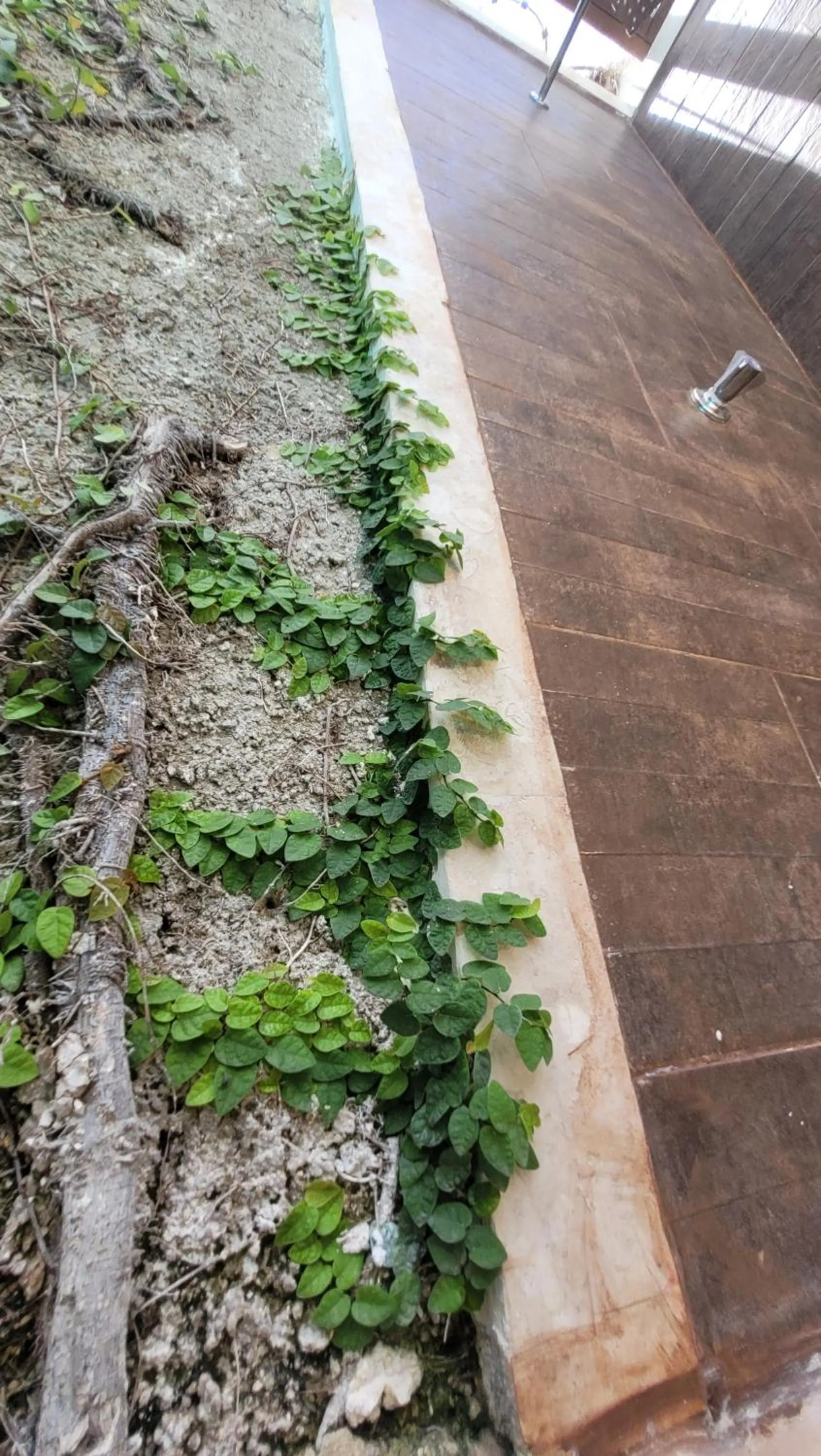 Swimming pool in Green Oasis Hotel