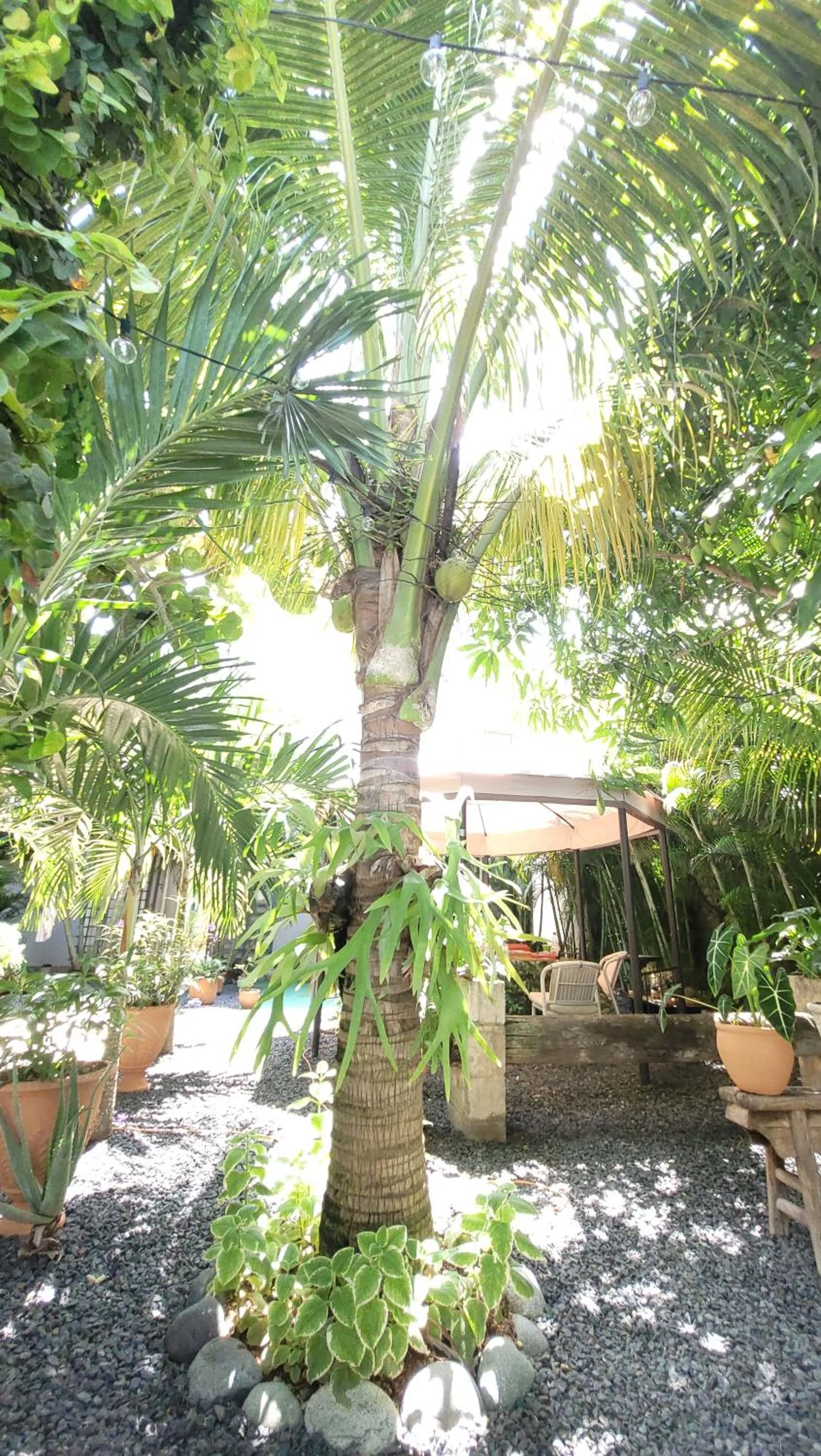 Patio in Green Oasis Hotel