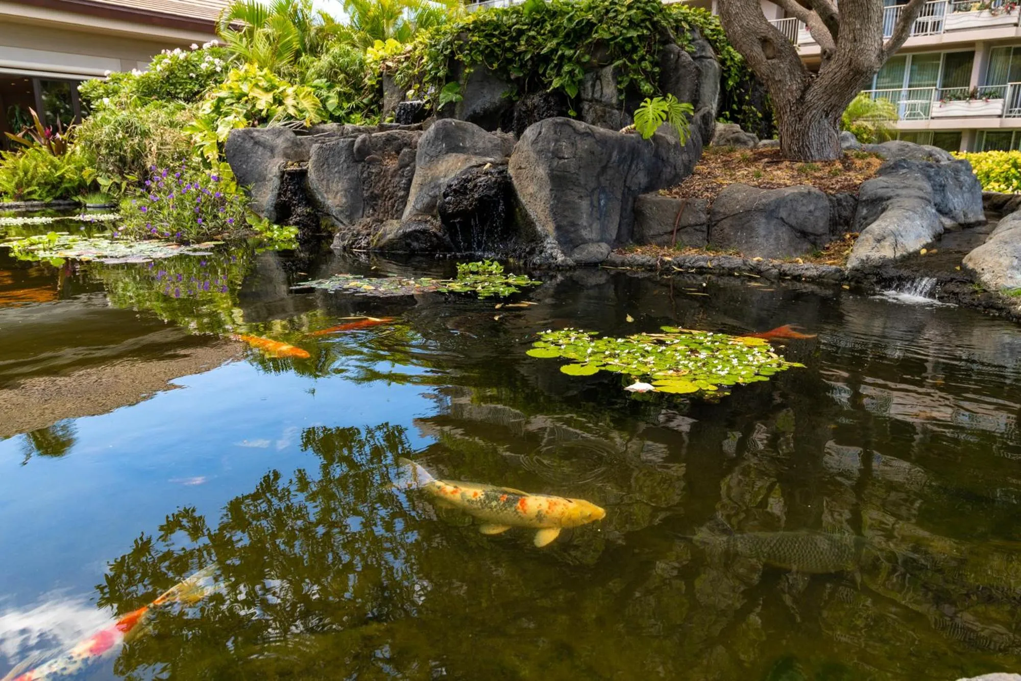 Pets in The Whaler Resort