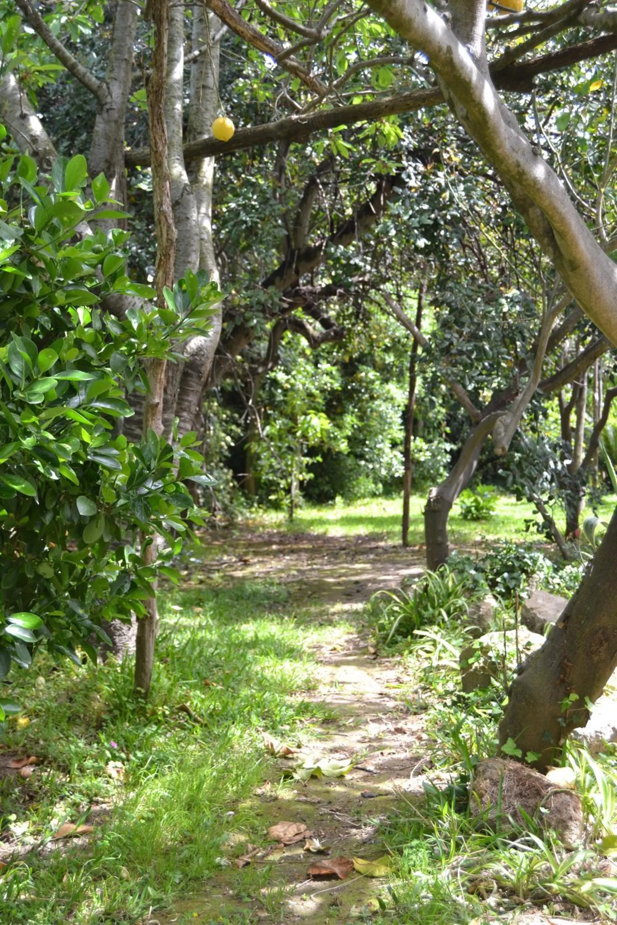 Garden in Piccolo Tirreno Hotel Residence