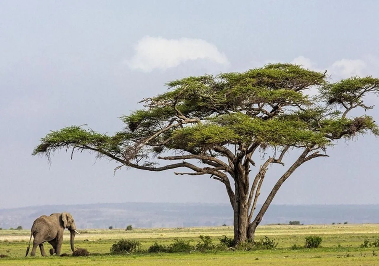 Nearby landmark in AA Lodge Amboseli