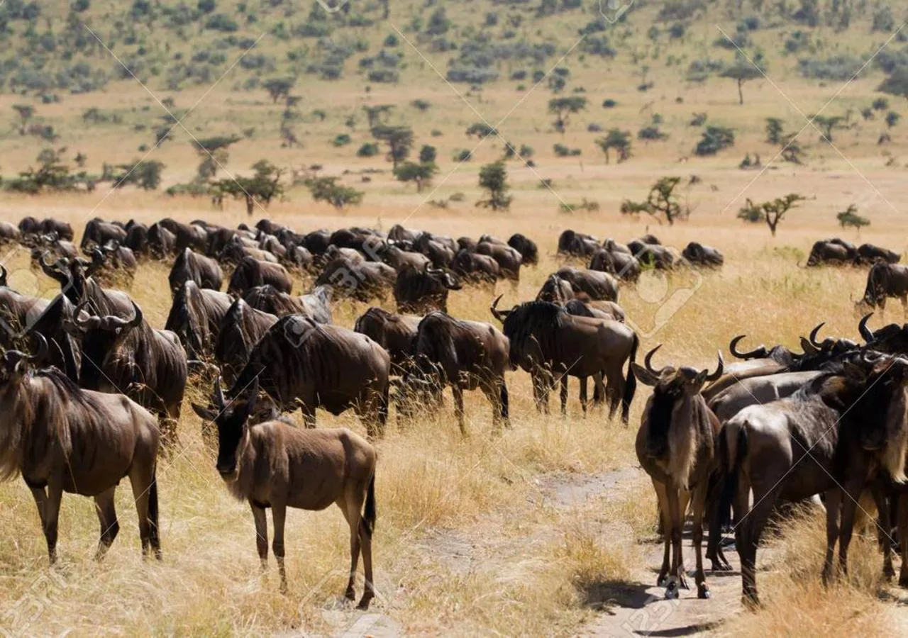 Animals in AA Lodge Maasai Mara