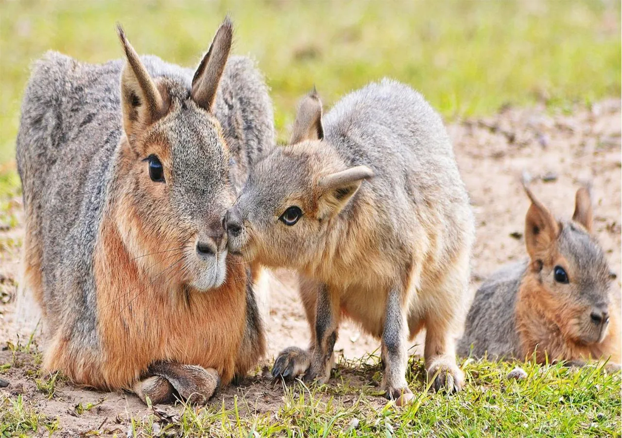 Animals in AA Lodge Maasai Mara