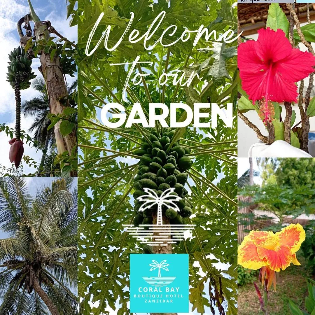 Garden in Coral Bay Zanzibar