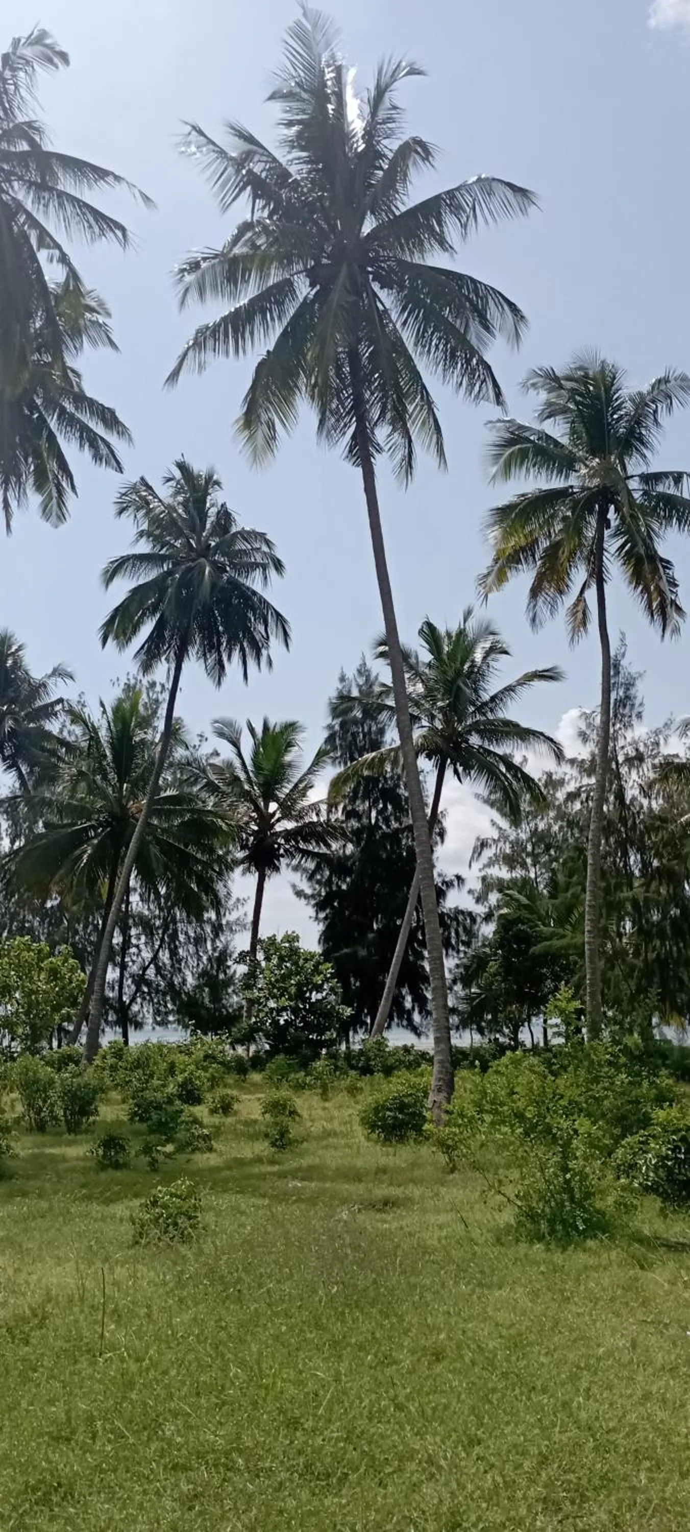 Garden in Coral Bay Zanzibar