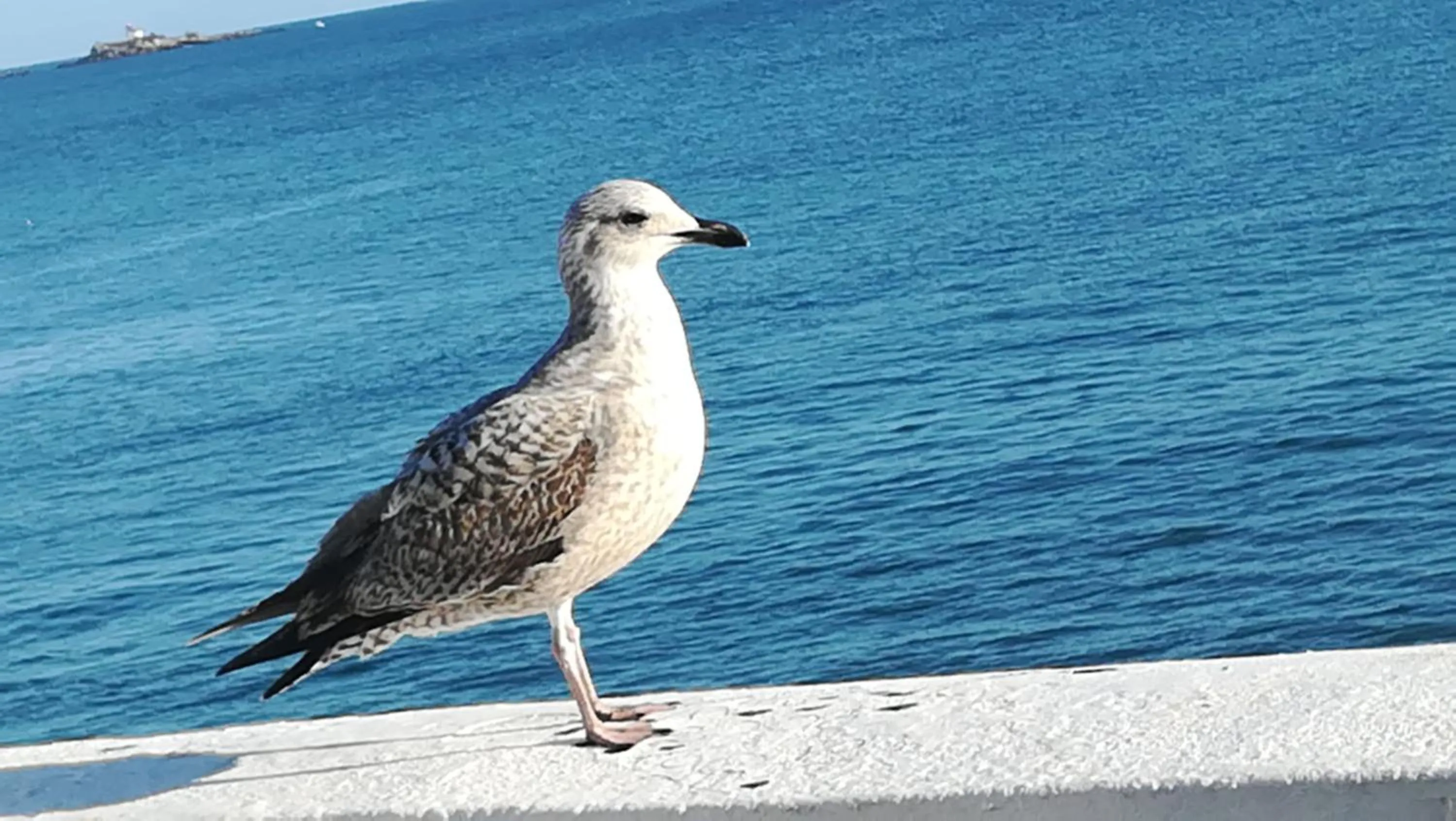 Sea view, Other Animals in BnB Maison d'Art