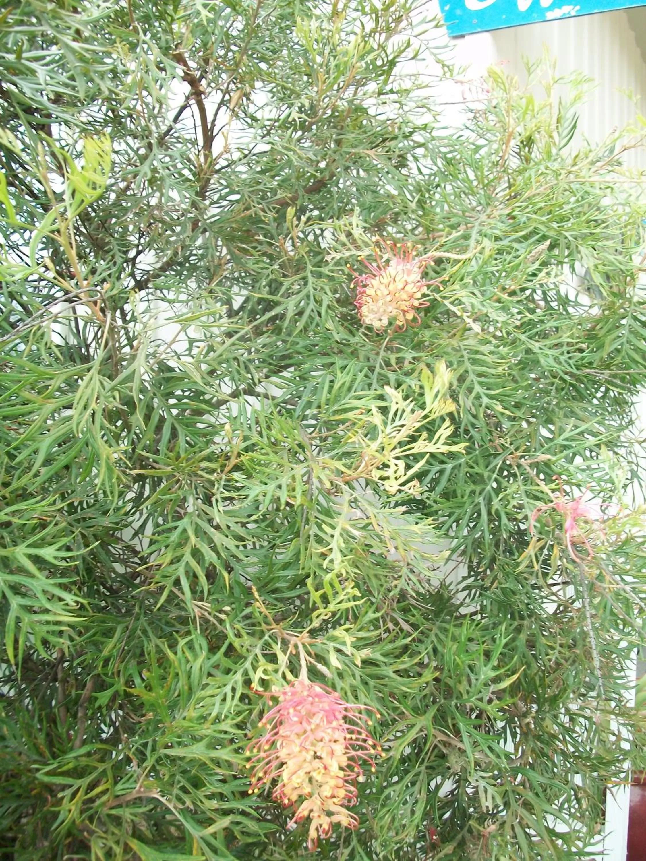 Bird's eye view in Top of the Lake Holiday Units