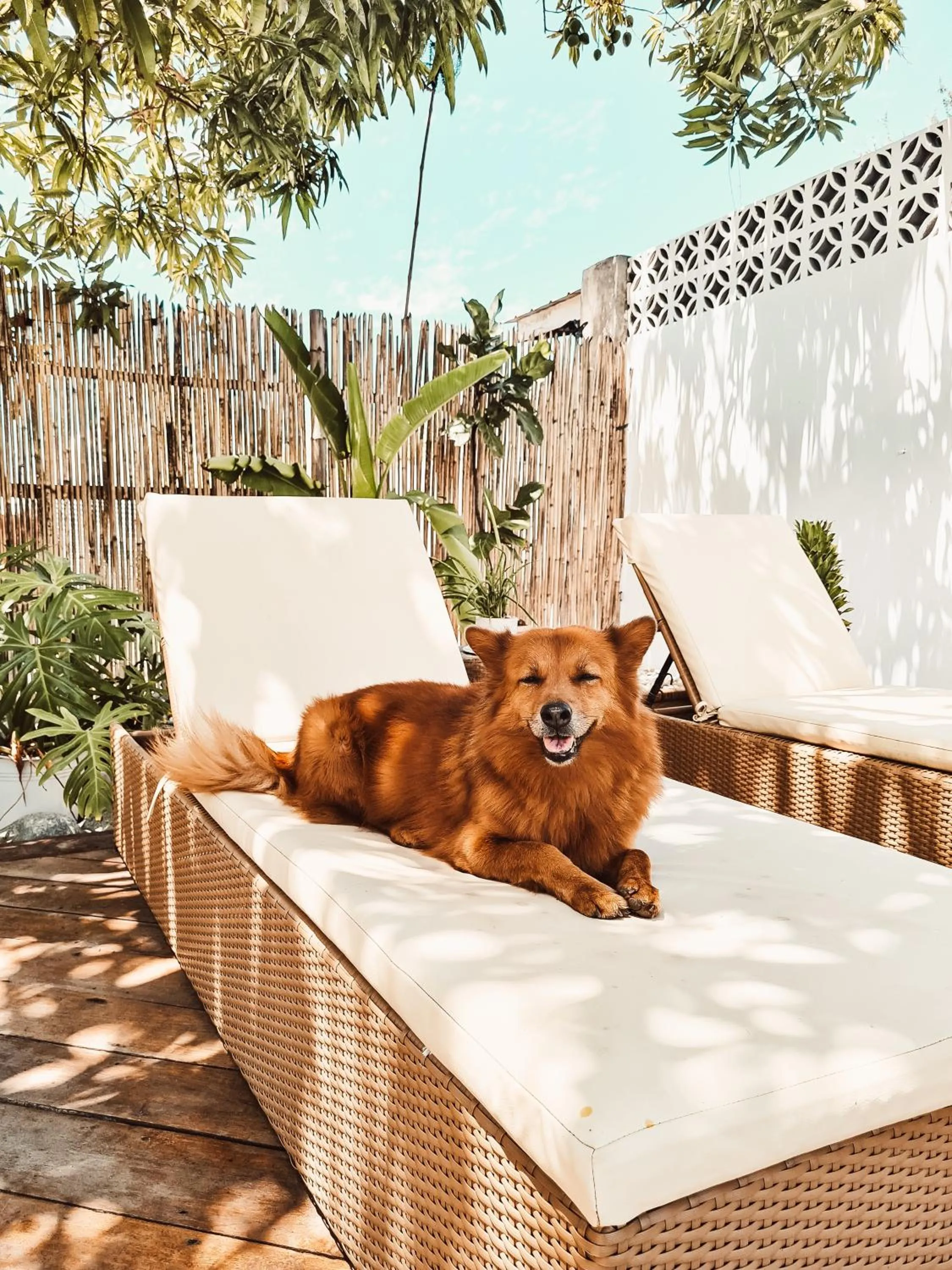 Pets in 148 Guesthouse and Resort