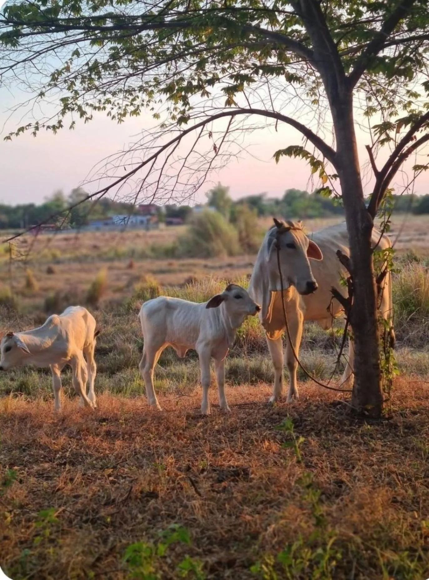 Natural landscape in 148 Guesthouse and Resort