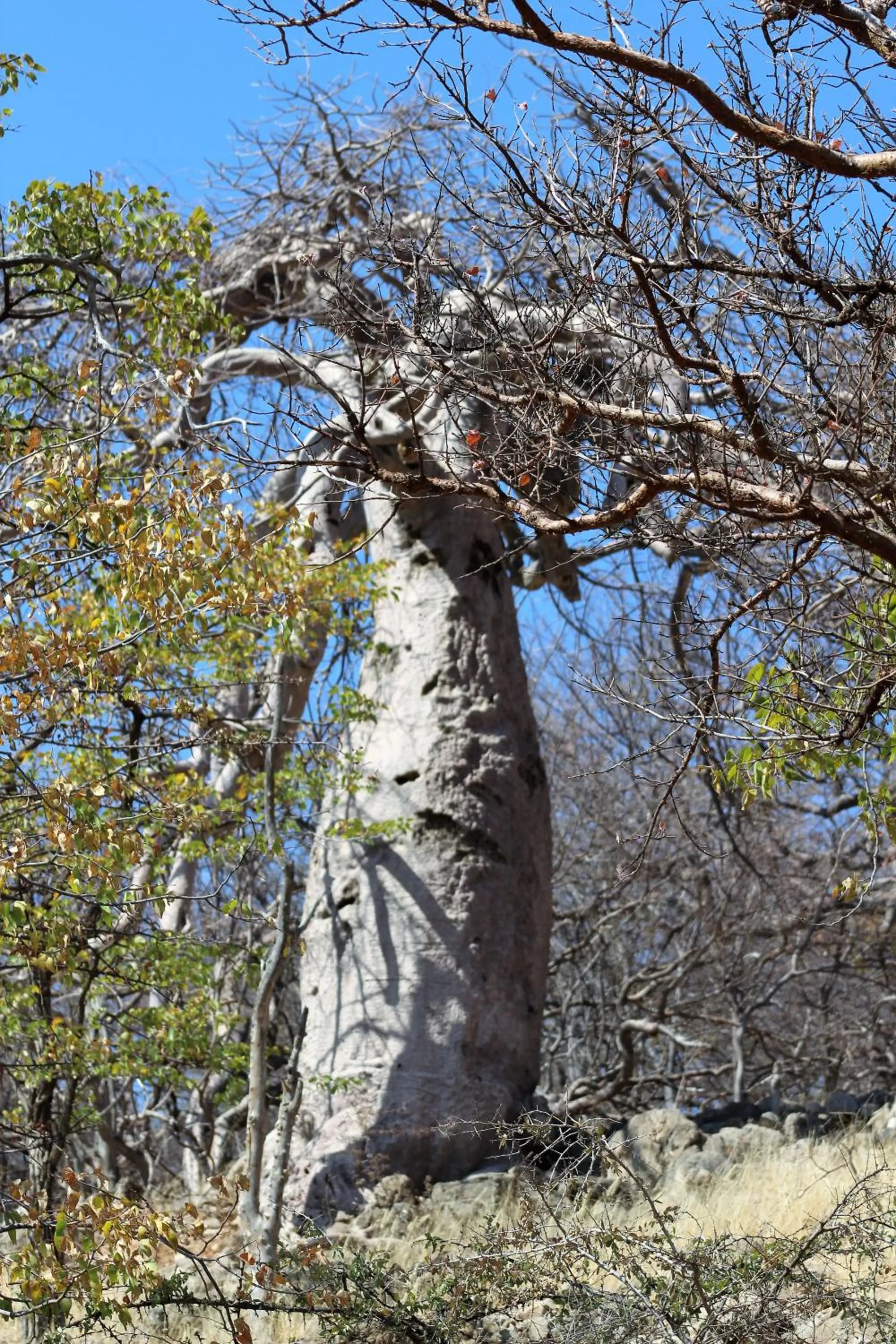 Natural landscape in Opuwo Country Lodge