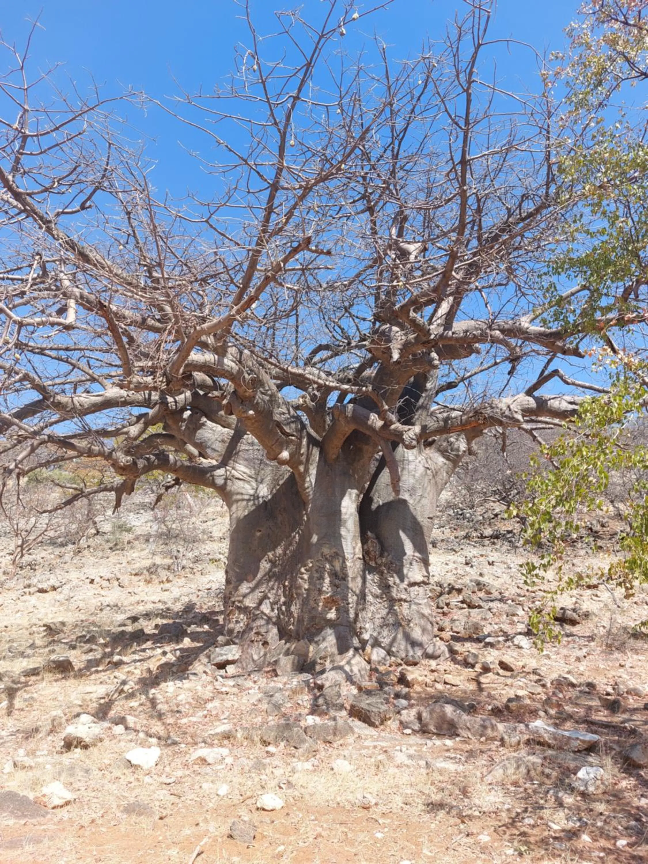 Activities in Opuwo Country Lodge