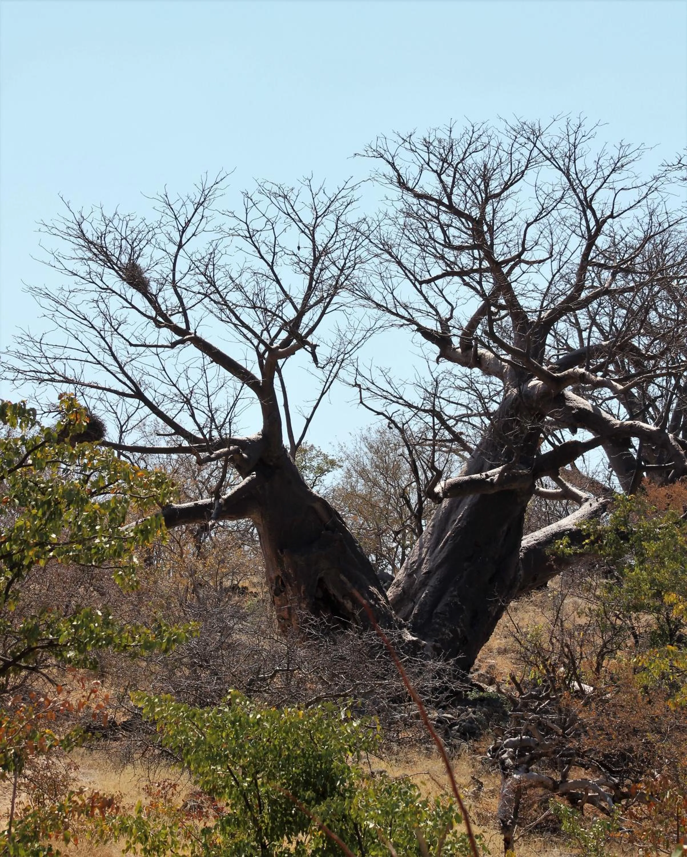 Natural landscape in Opuwo Country Lodge
