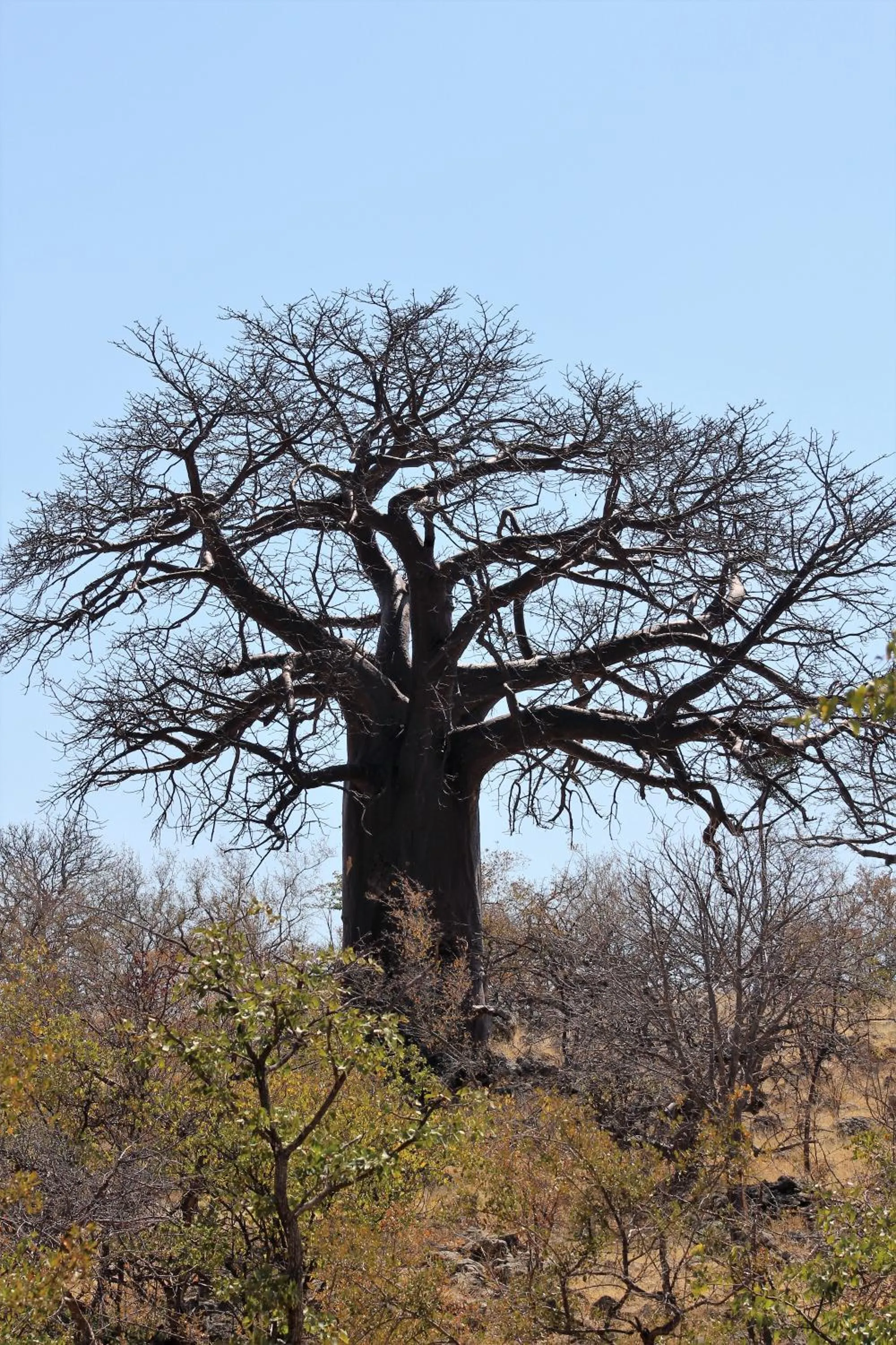 Natural landscape in Opuwo Country Lodge