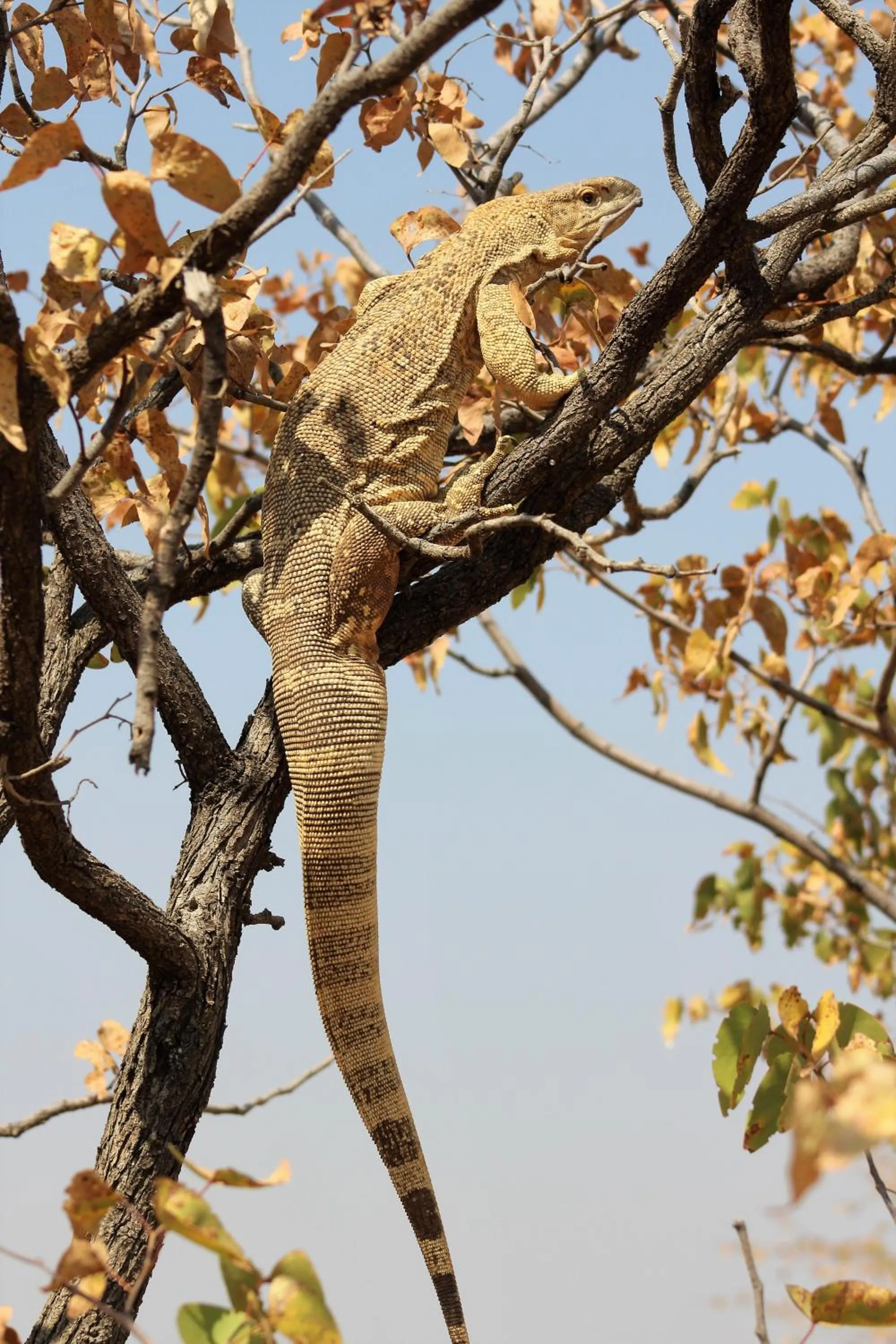 Activities in Opuwo Country Lodge