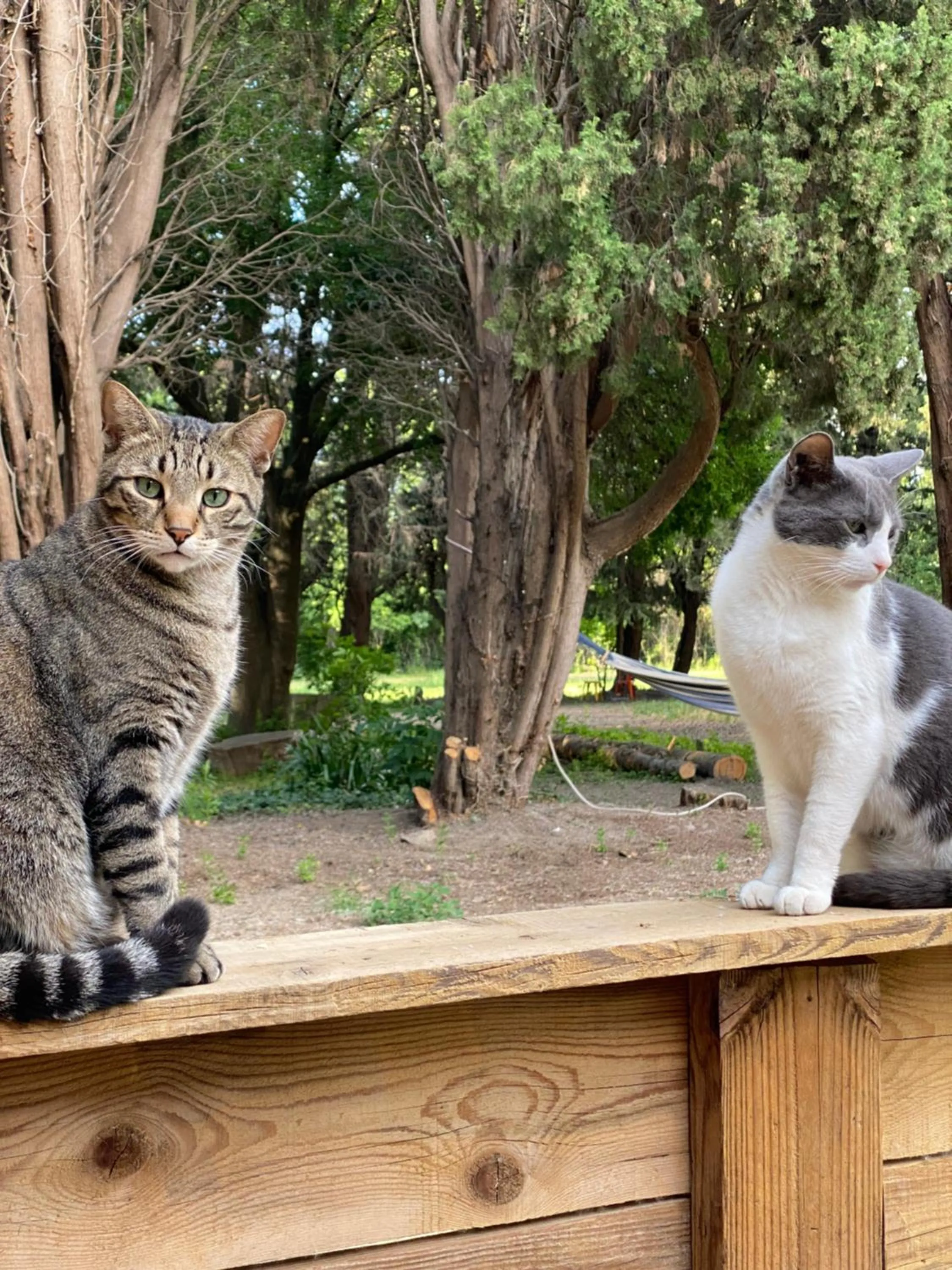 Pets in Appartement Les Cyprès de l’Île