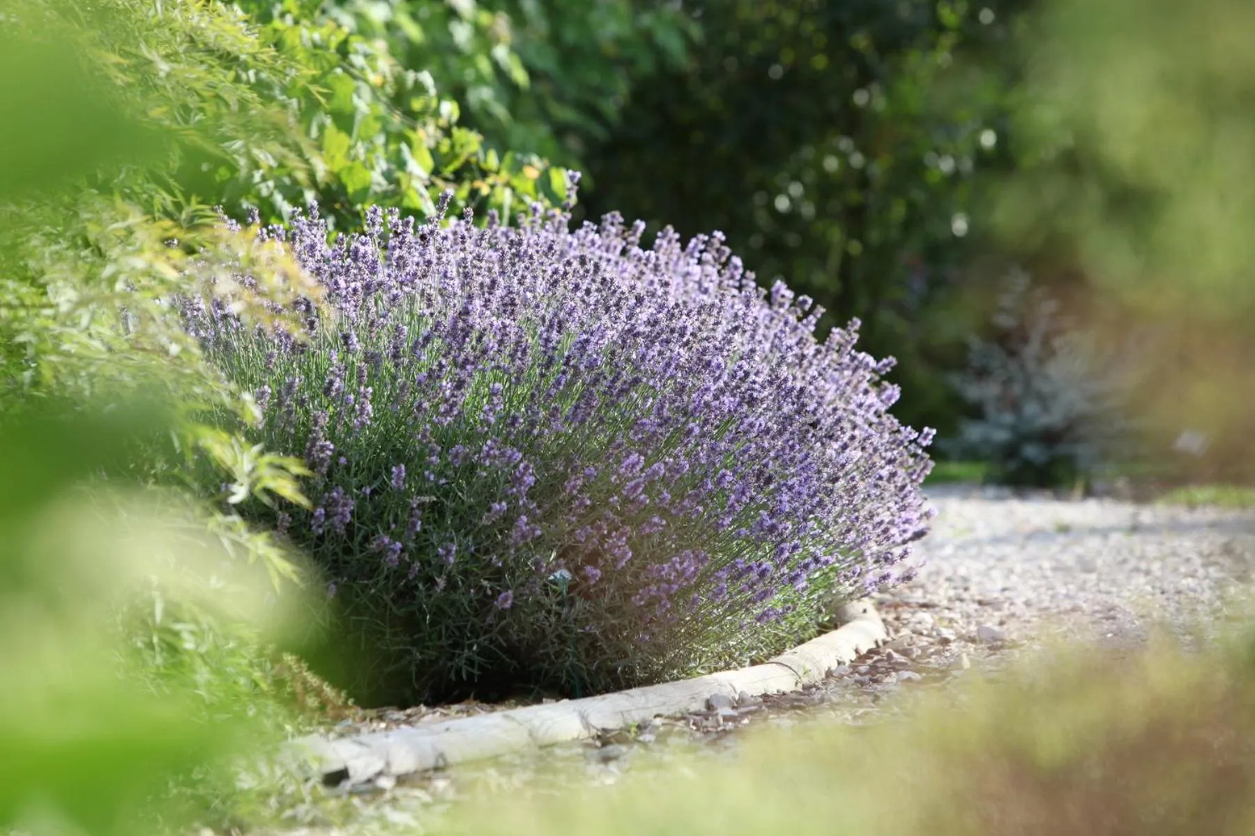 Garden in La Maison du Passage - Chambres - Suites premium, Spa, Piscine et Restaurant