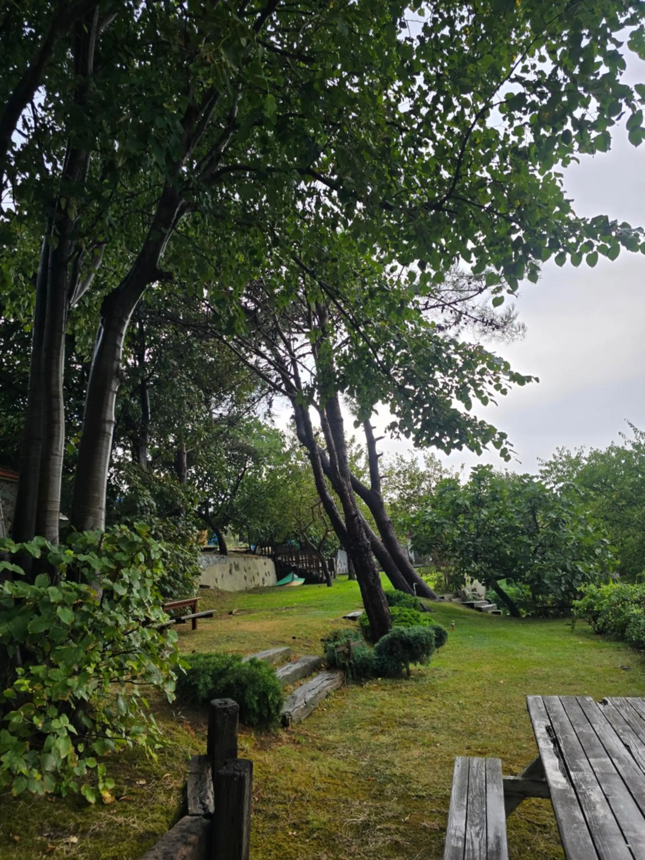 Garden in MAVİ AT HOTEL Blue Horse