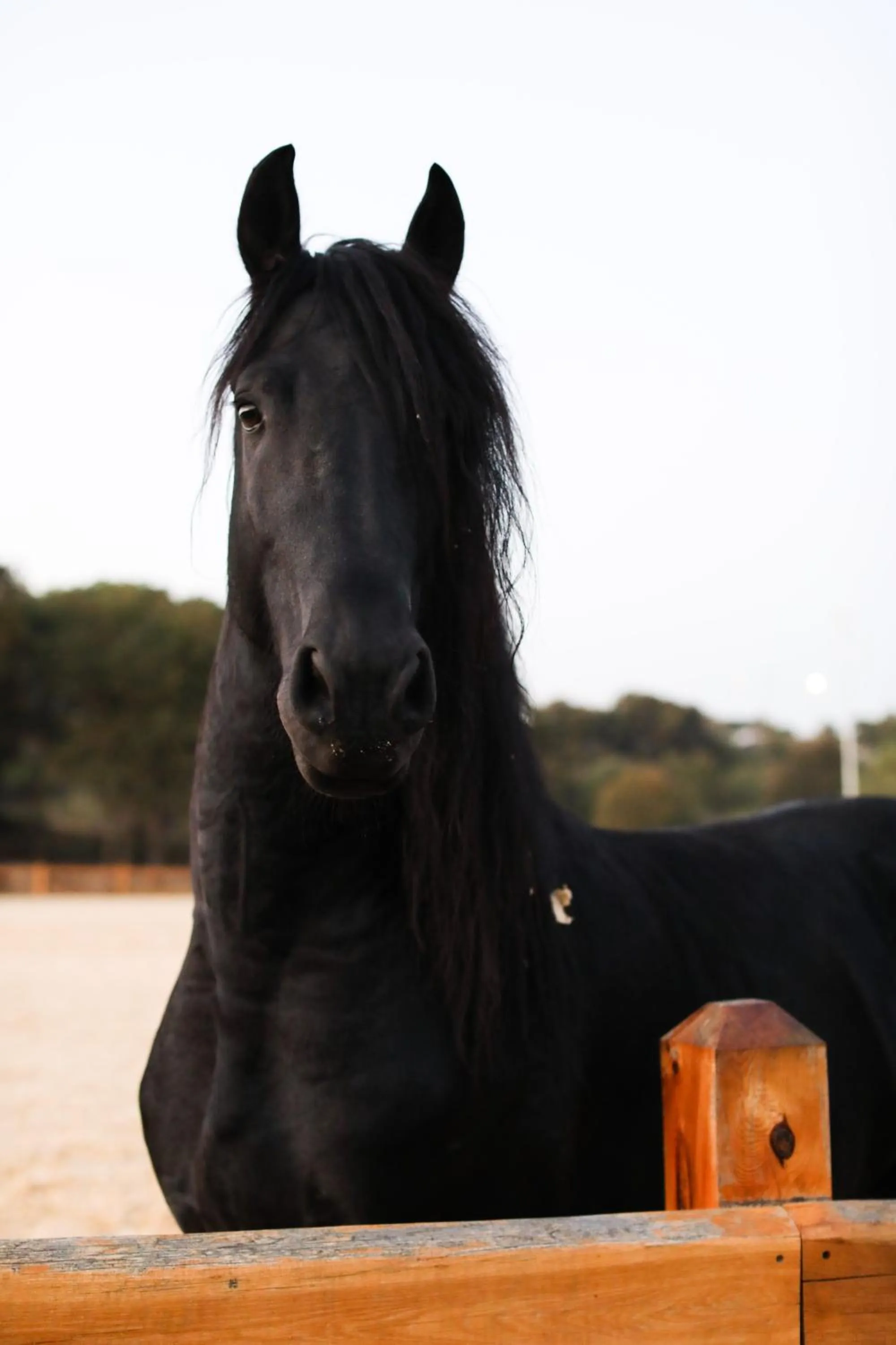 Animals in MAVİ AT HOTEL Blue Horse