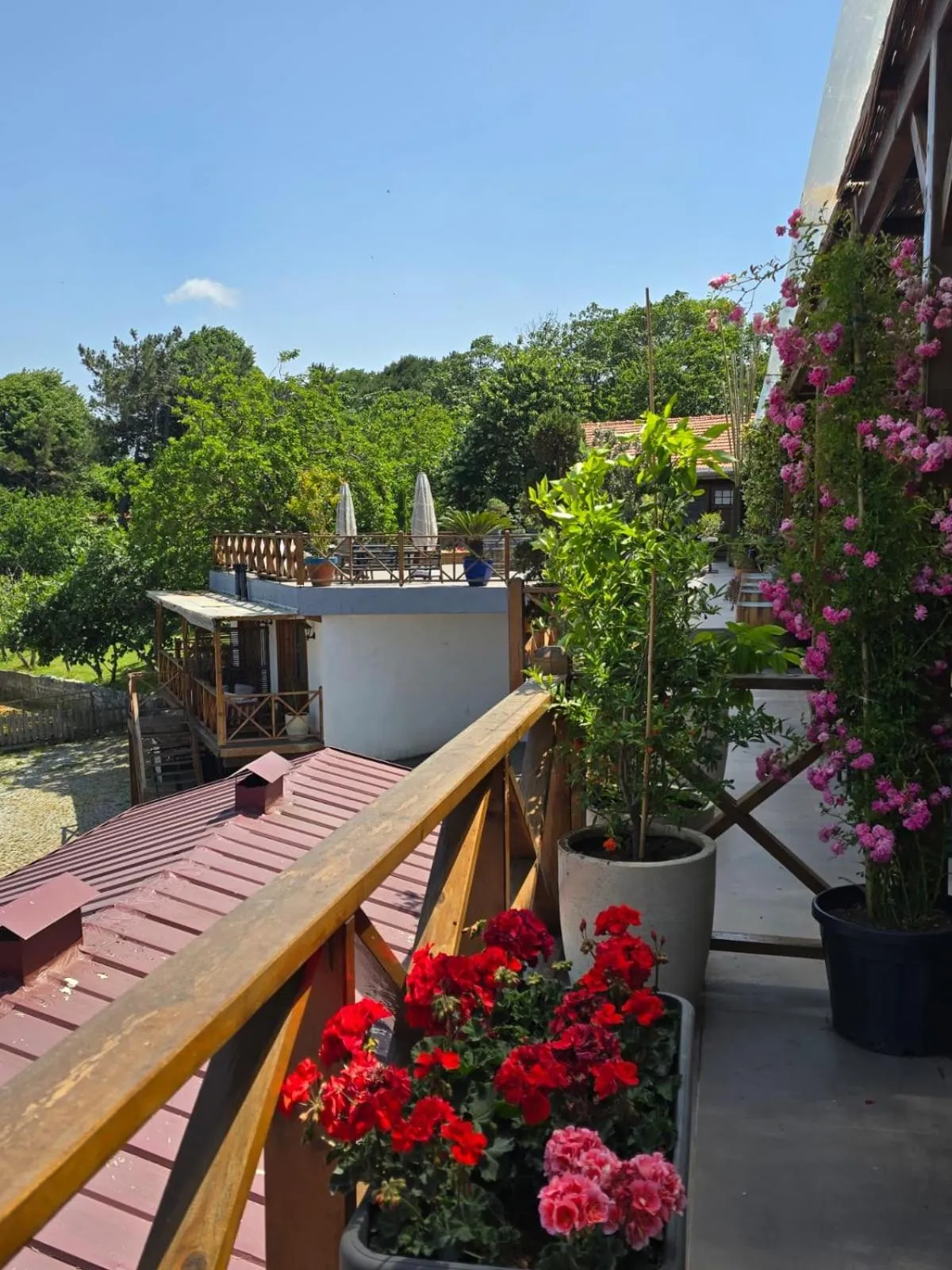 Garden in MAVİ AT HOTEL Blue Horse