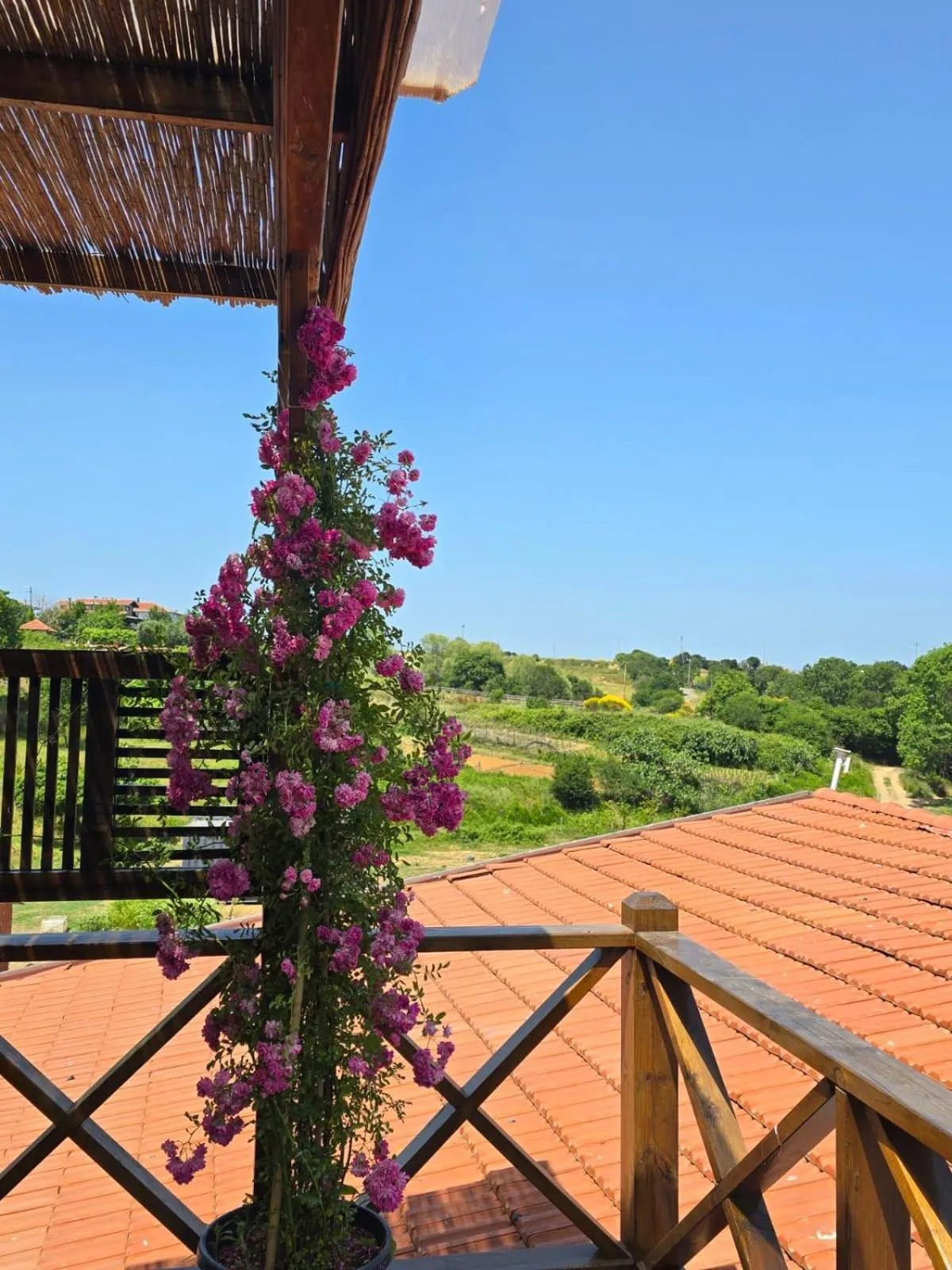 Balcony/Terrace in MAVİ AT HOTEL Blue Horse