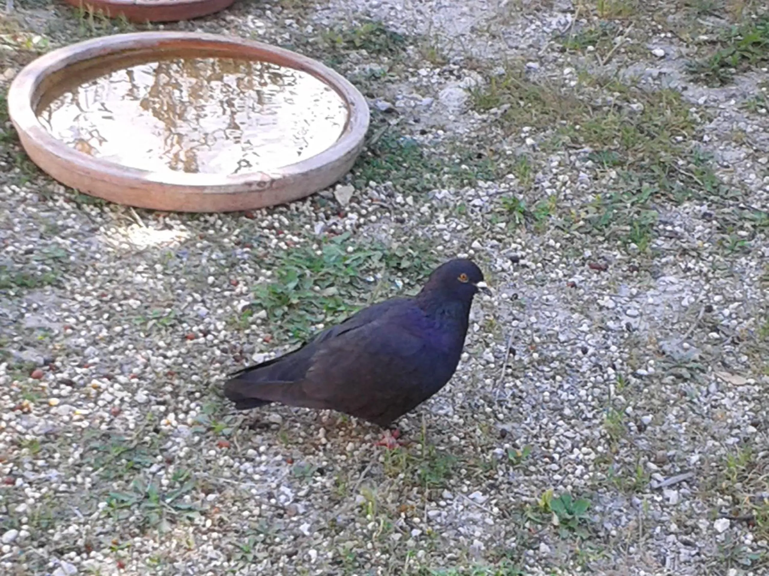 Pets in B&B Le Clos des Cigales