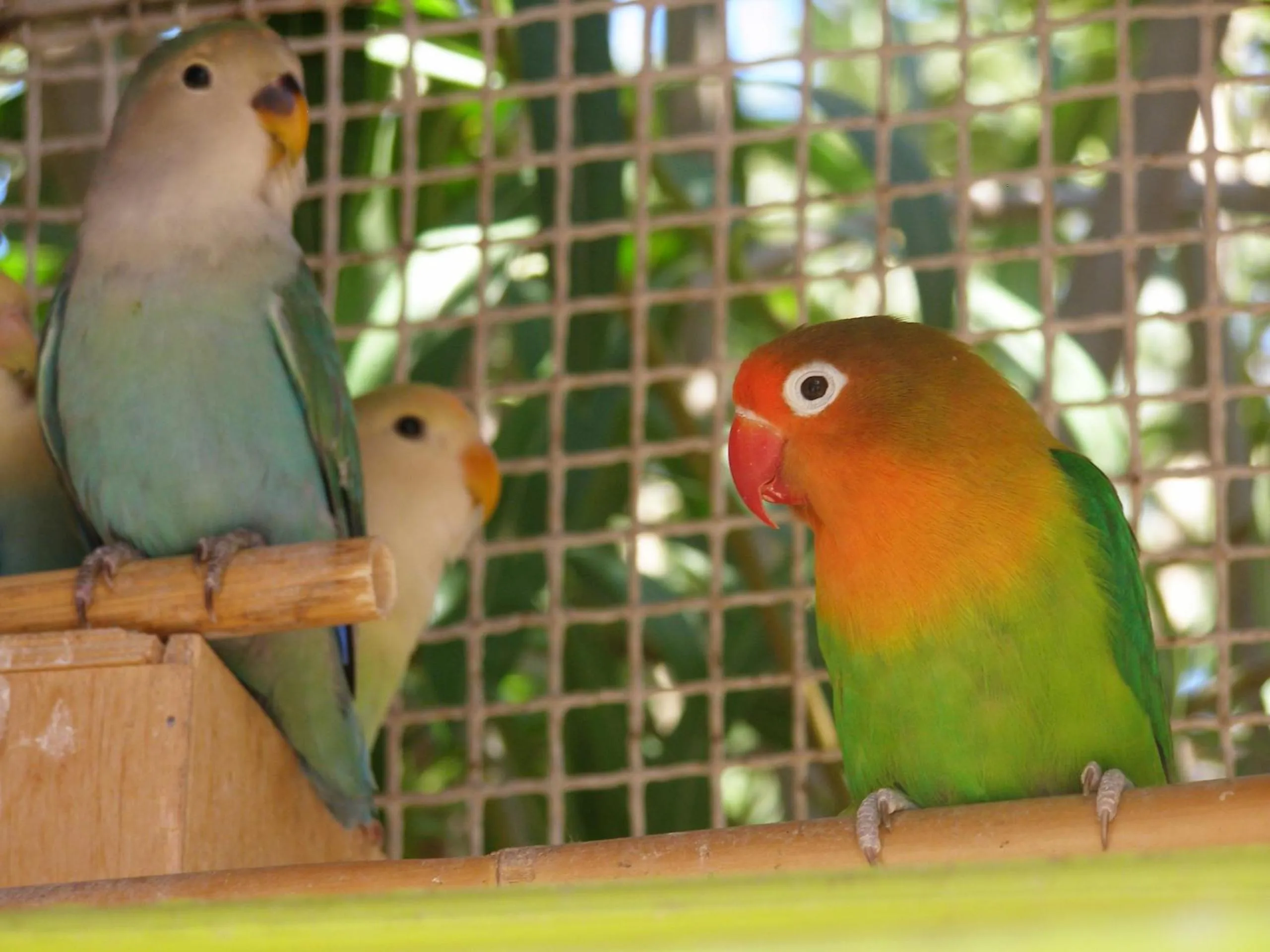 Pets in B&B Le Clos des Cigales