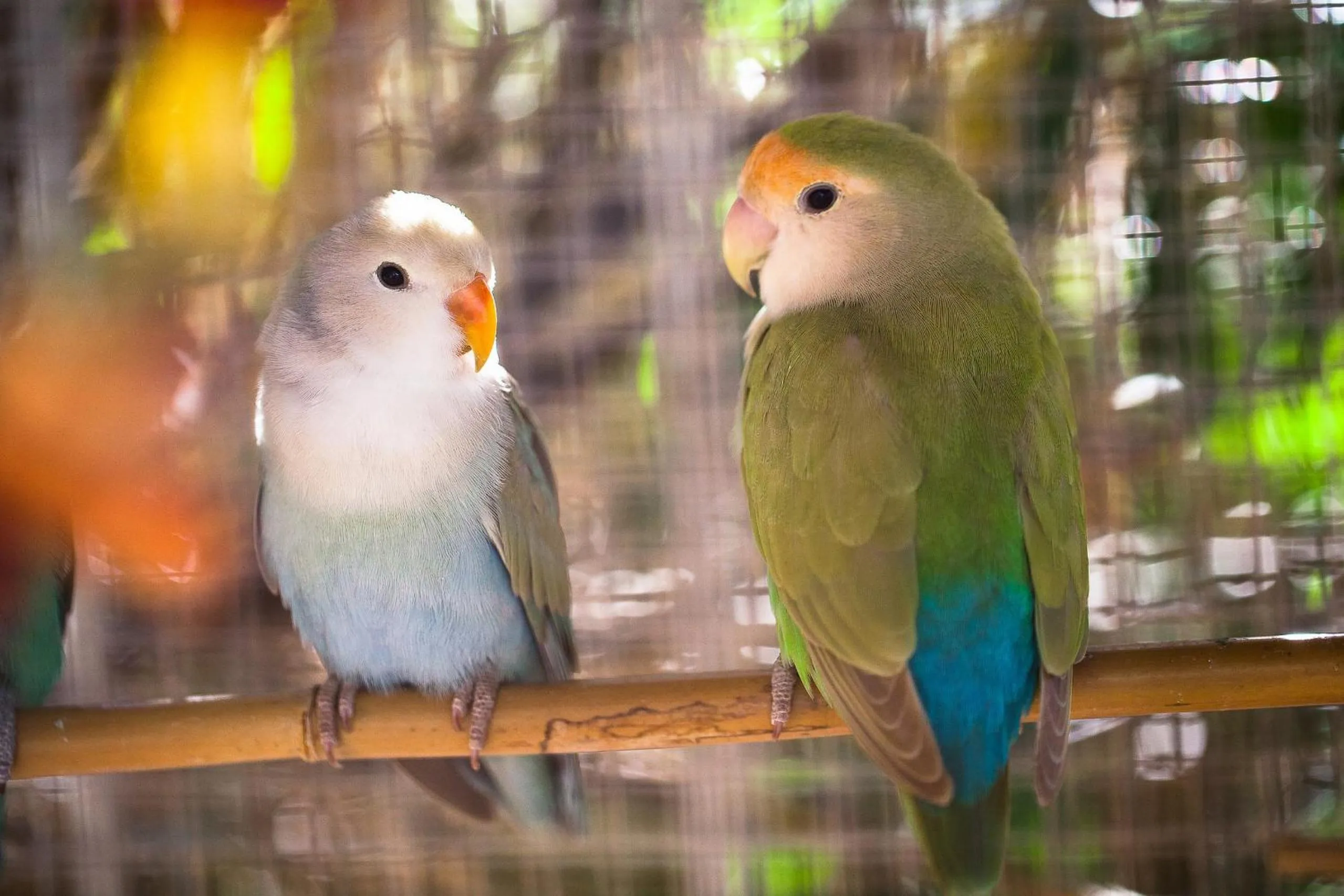 Pets in B&B Le Clos des Cigales