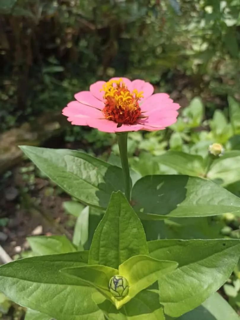 Spring in Posada Las Bromelias
