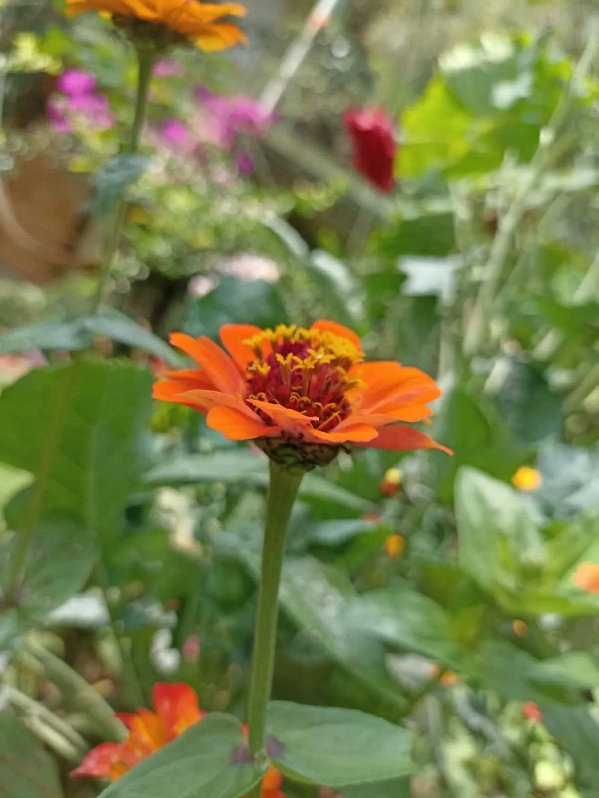 Spring in Posada Las Bromelias