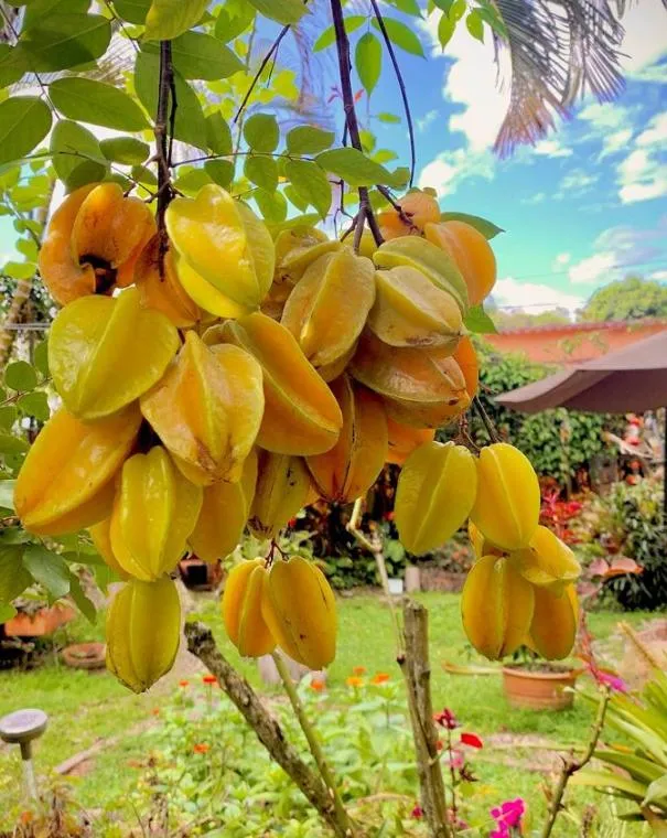 Garden in Posada Las Bromelias