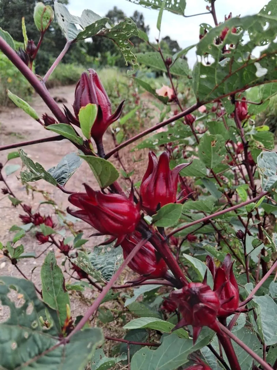 Natural landscape in GLG KLIA Transit House