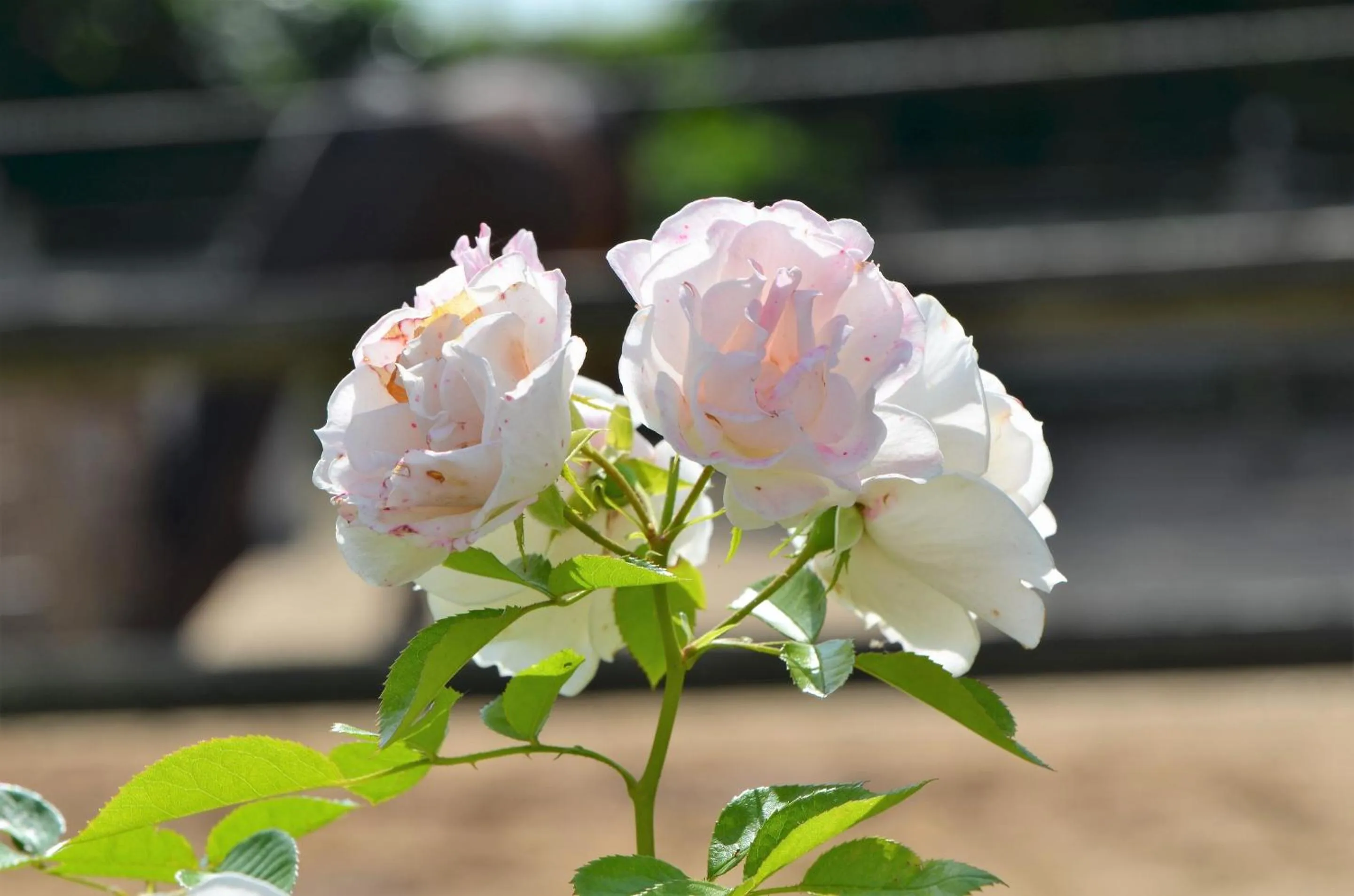 Property building in Landhotel Rehedyk