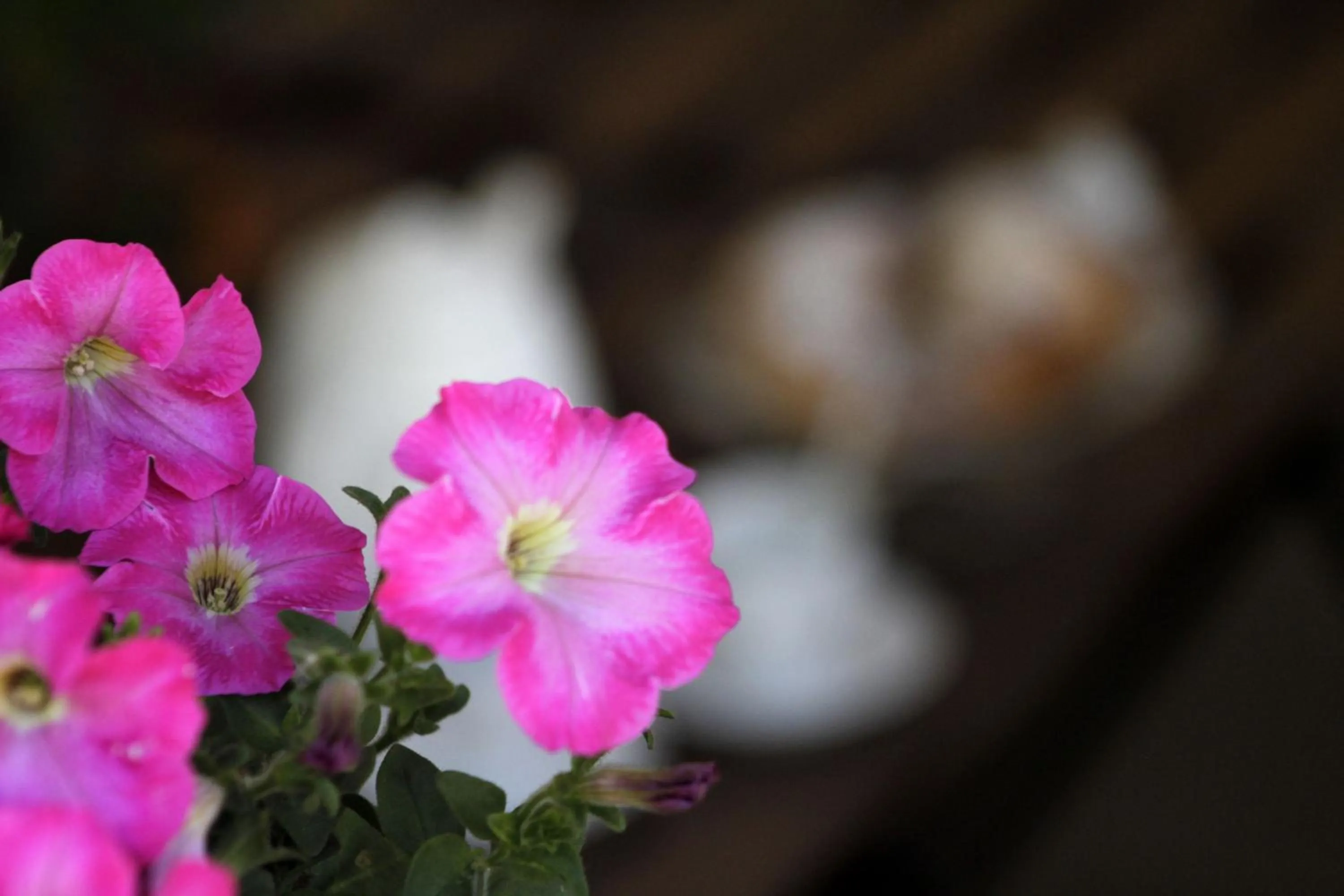 Day in B&B Villa Dalegno