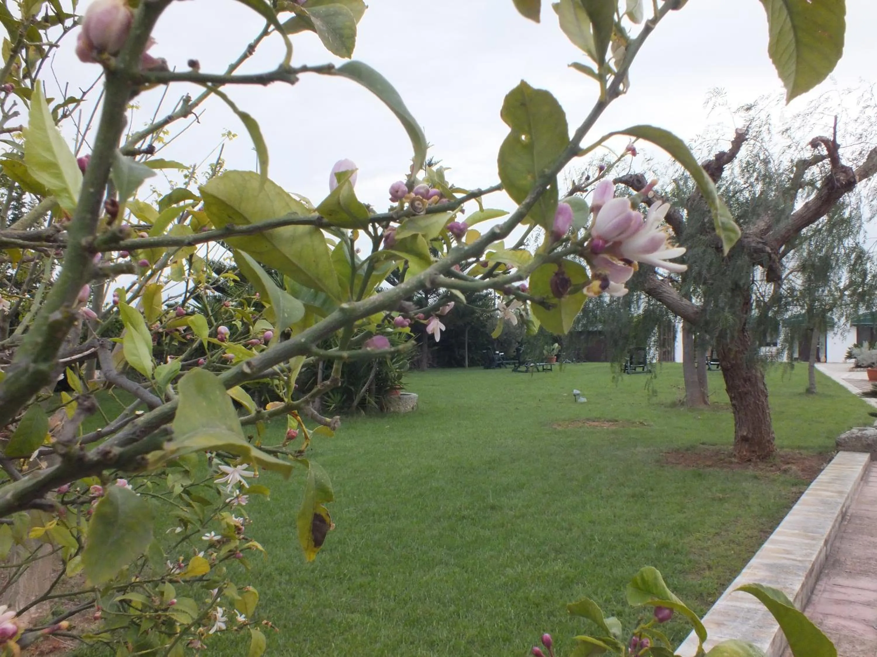 Garden in B&B Donna Luisa