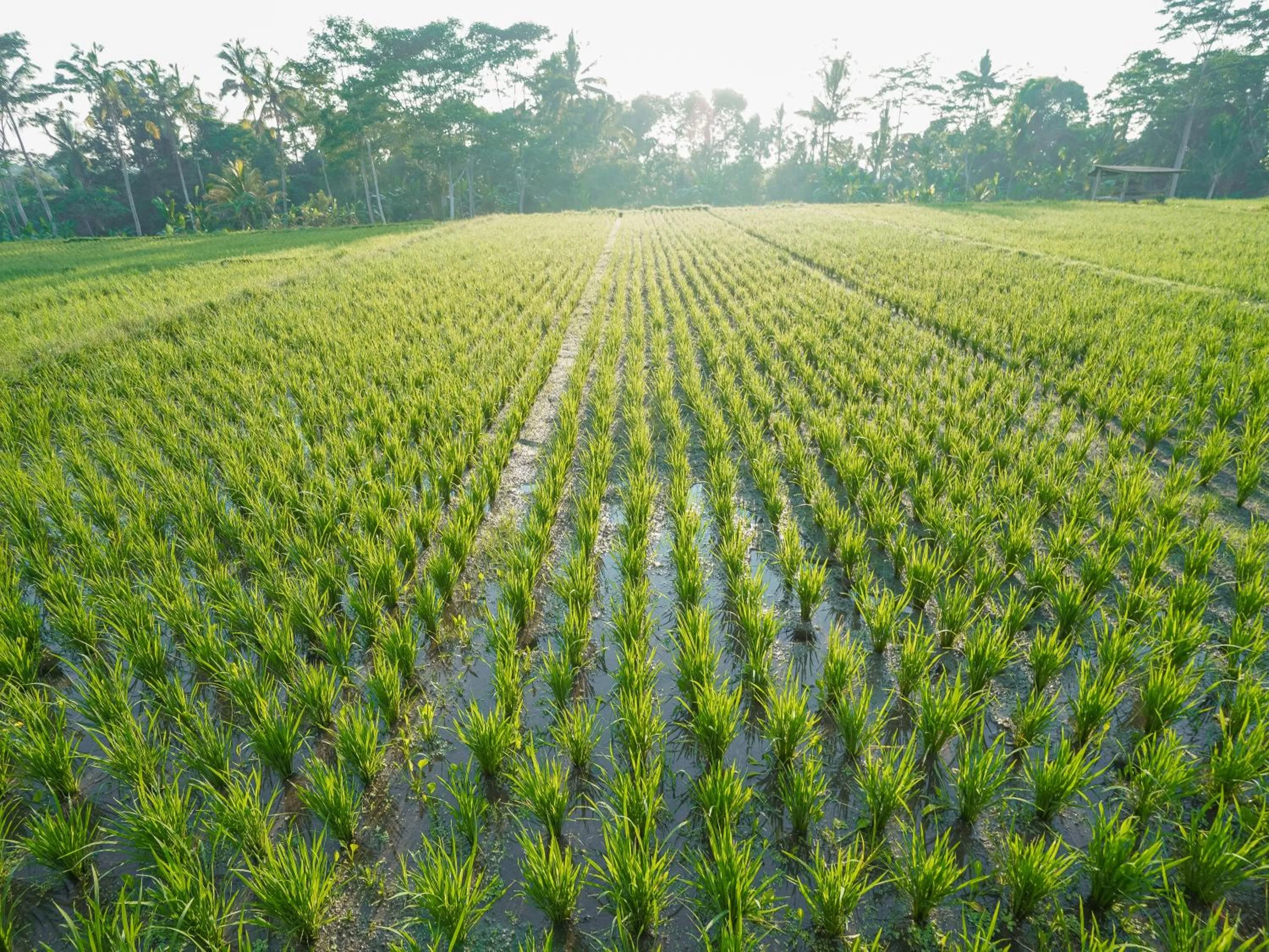 Natural landscape in The Nenggala Suite